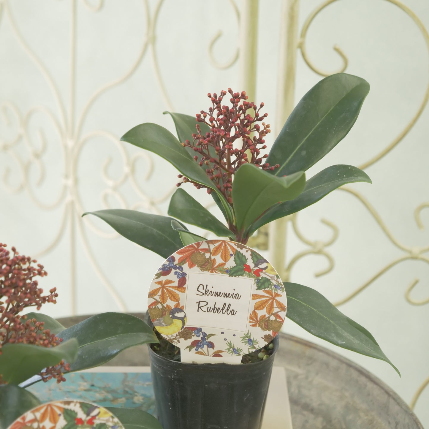 冬の庭、寄せ植えに【スキミア ルベラ】