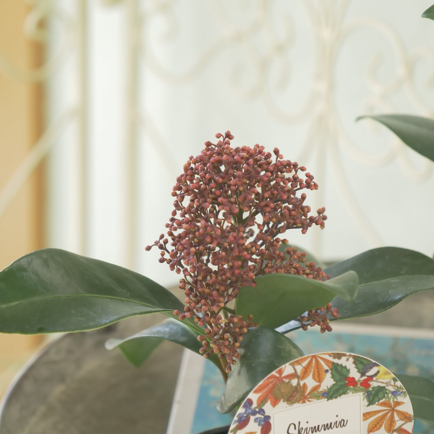 冬の庭、寄せ植えに【スキミア ルベラ】