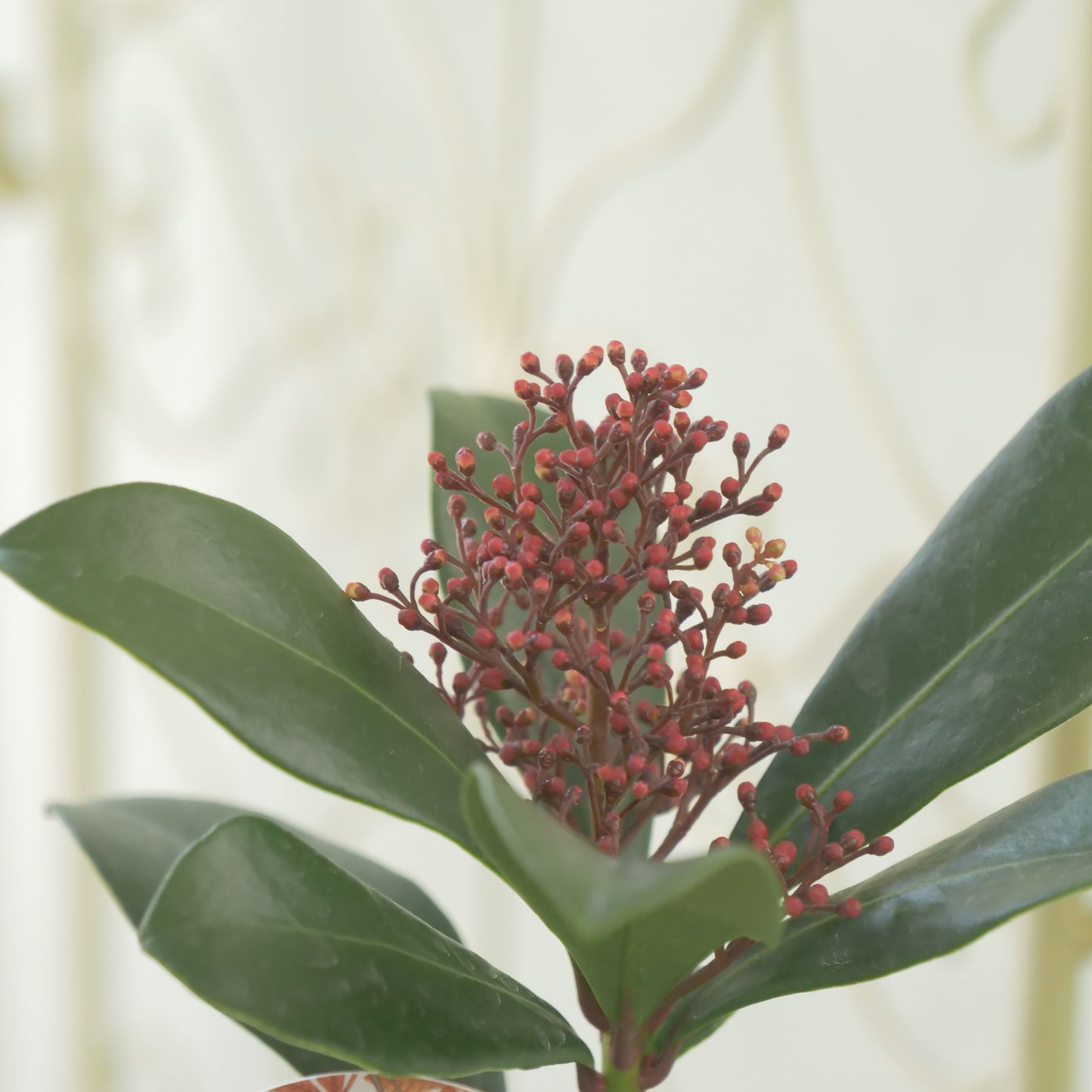 冬の庭、寄せ植えに【スキミア ルベラ】