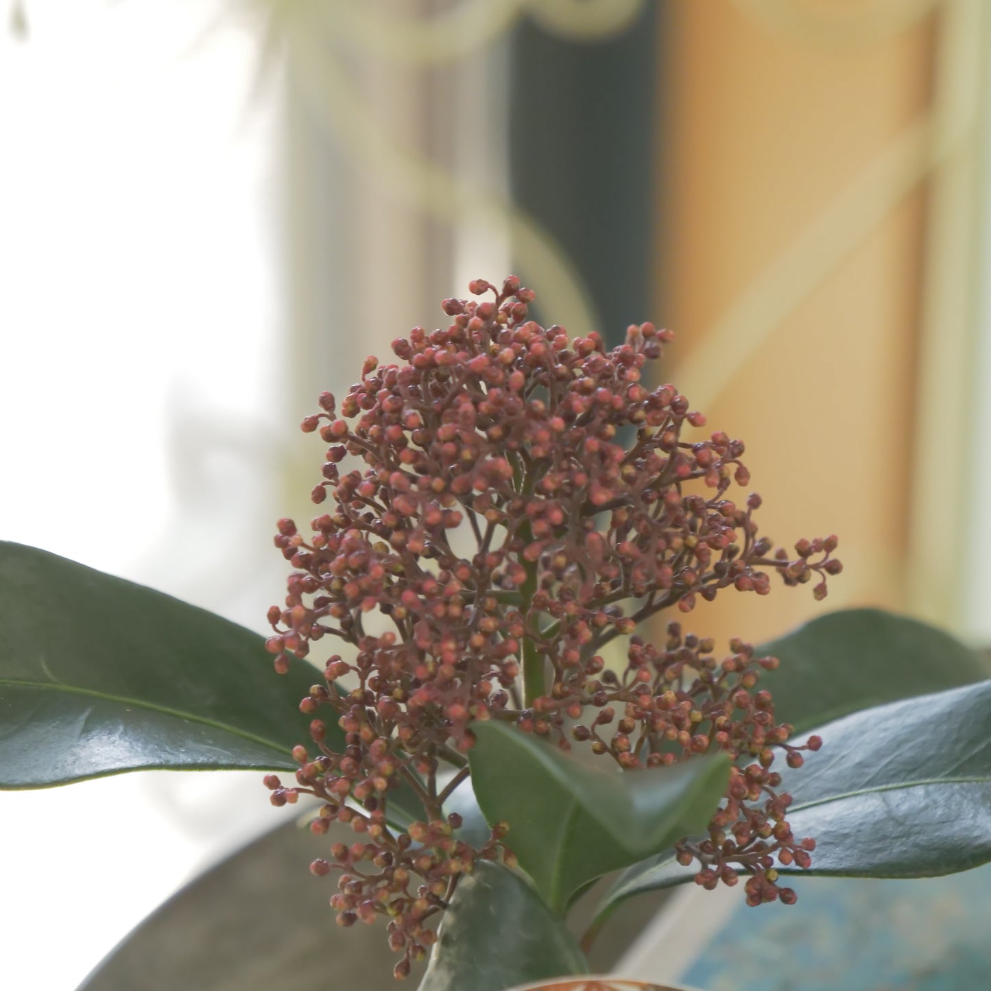 冬の庭、寄せ植えに【スキミア ルベラ】