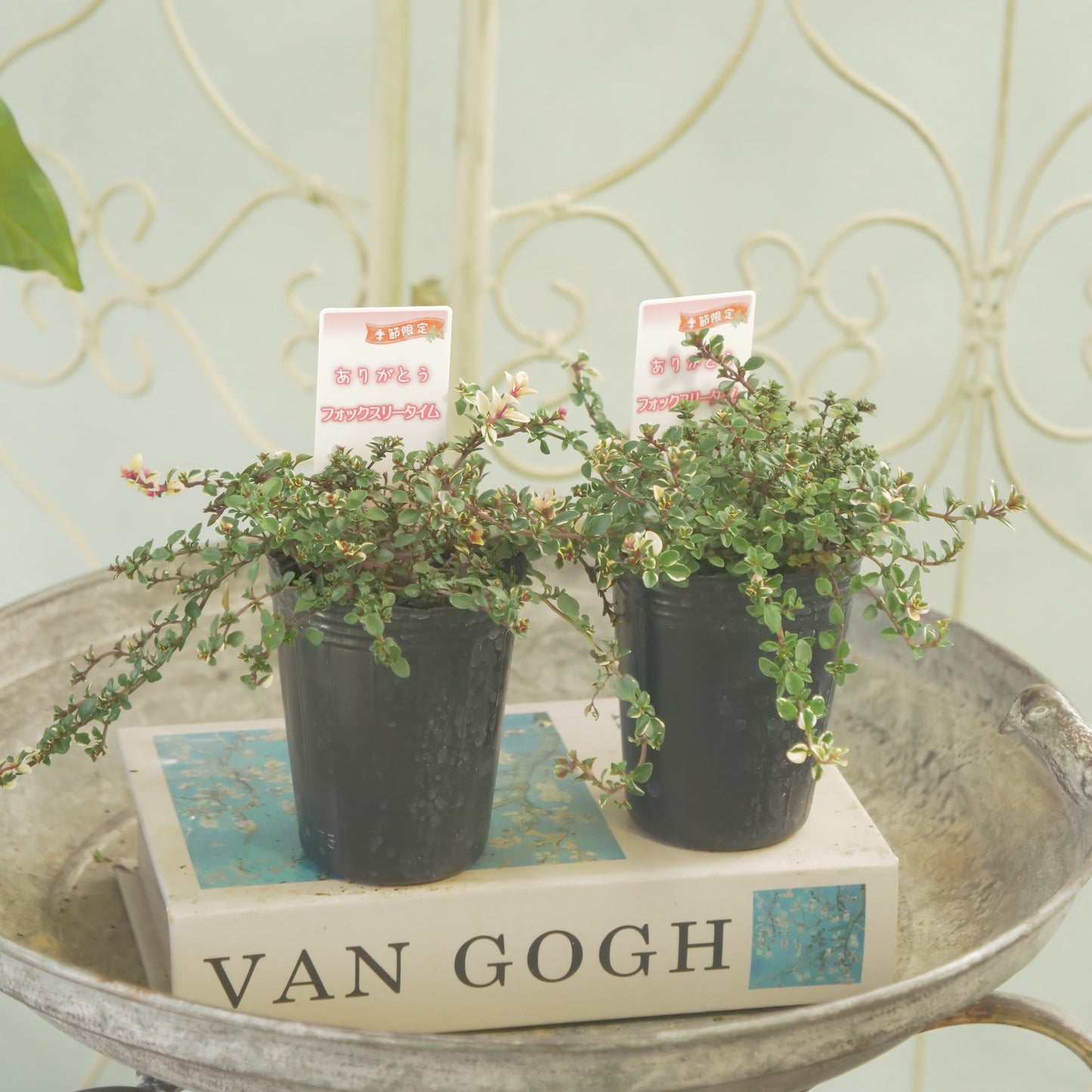 寄せ植えにおすすめ。フォックスリータイム