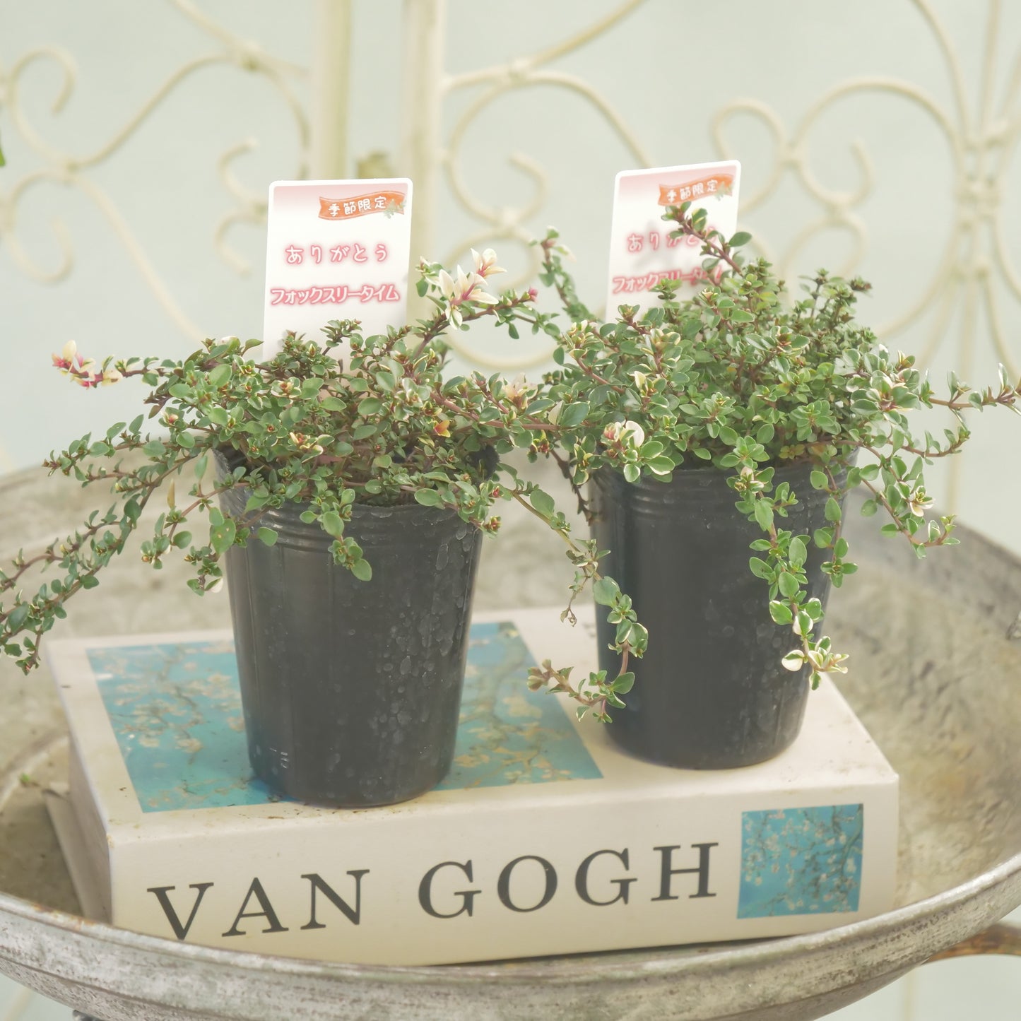 寄せ植えにおすすめ。フォックスリータイム