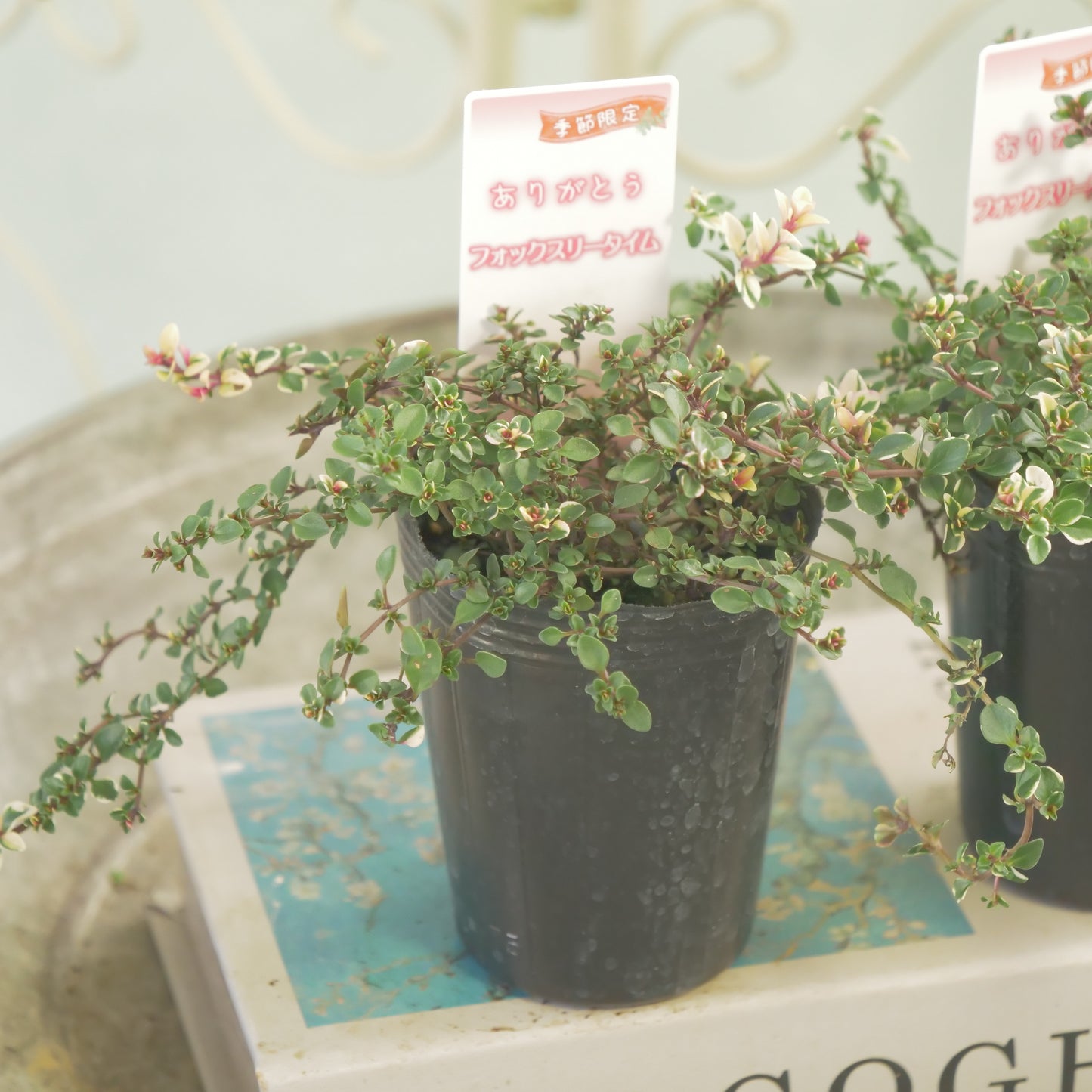 寄せ植えにおすすめ。フォックスリータイム