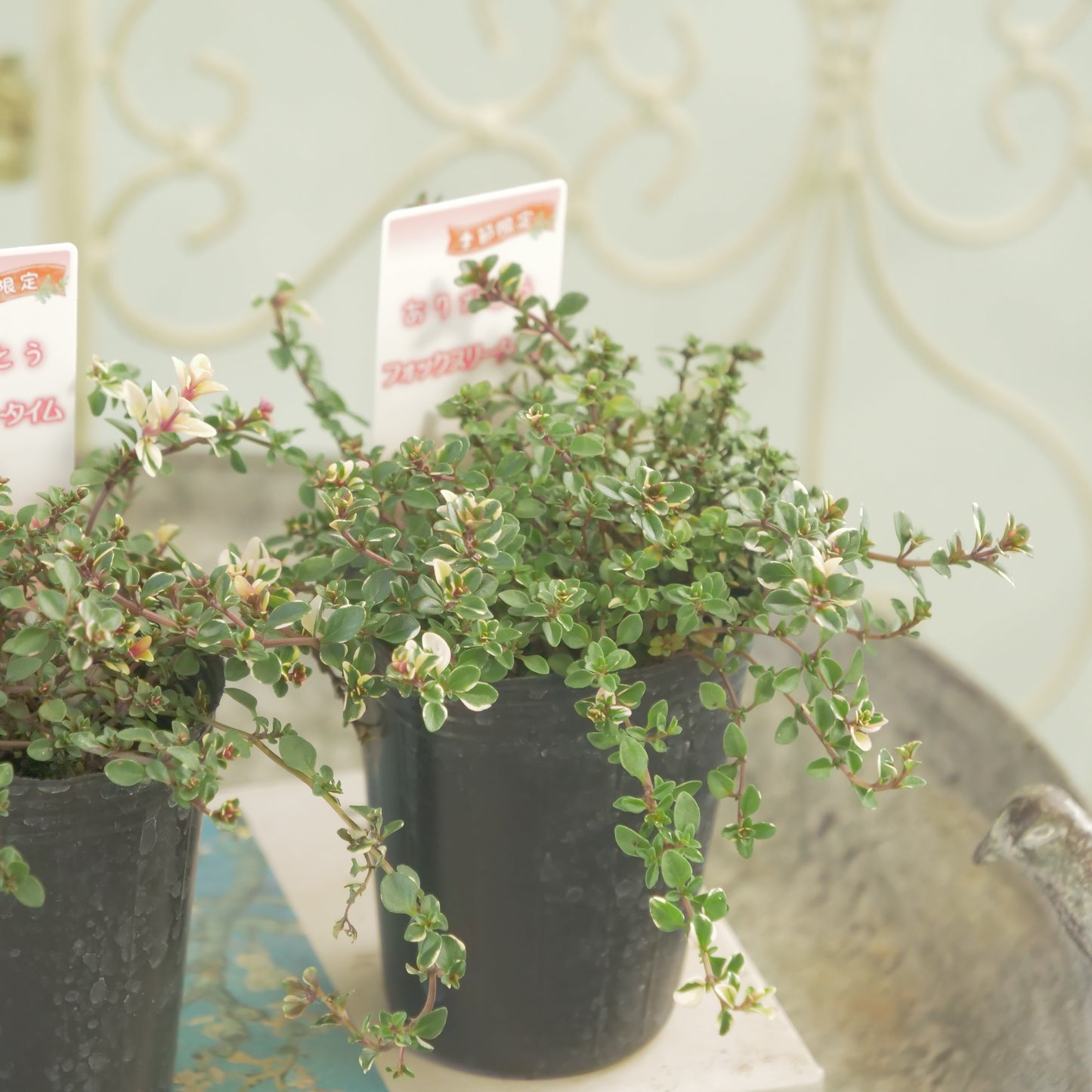 寄せ植えにおすすめ。フォックスリータイム