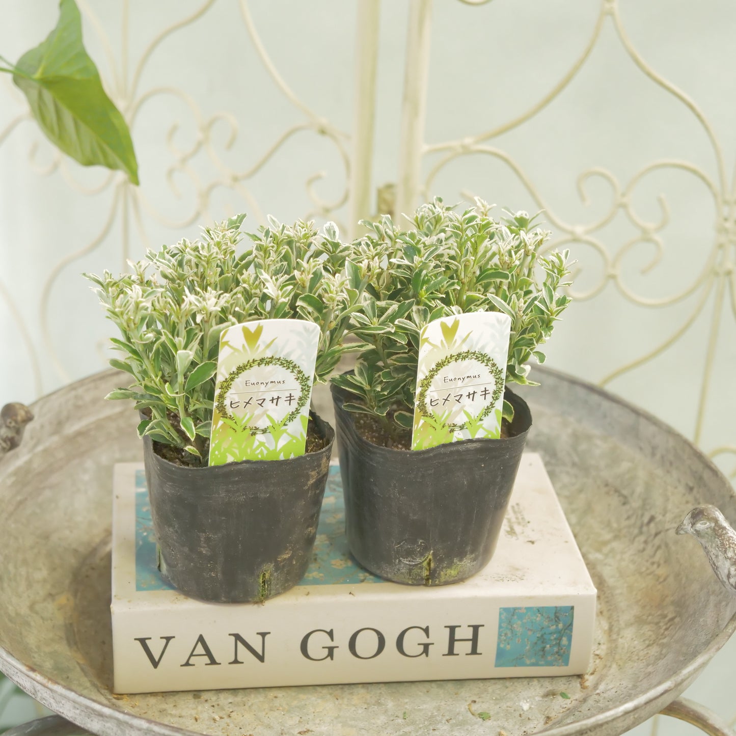 寄せ植えに。ヒメマサキ 斑入りグリーン 2株植え