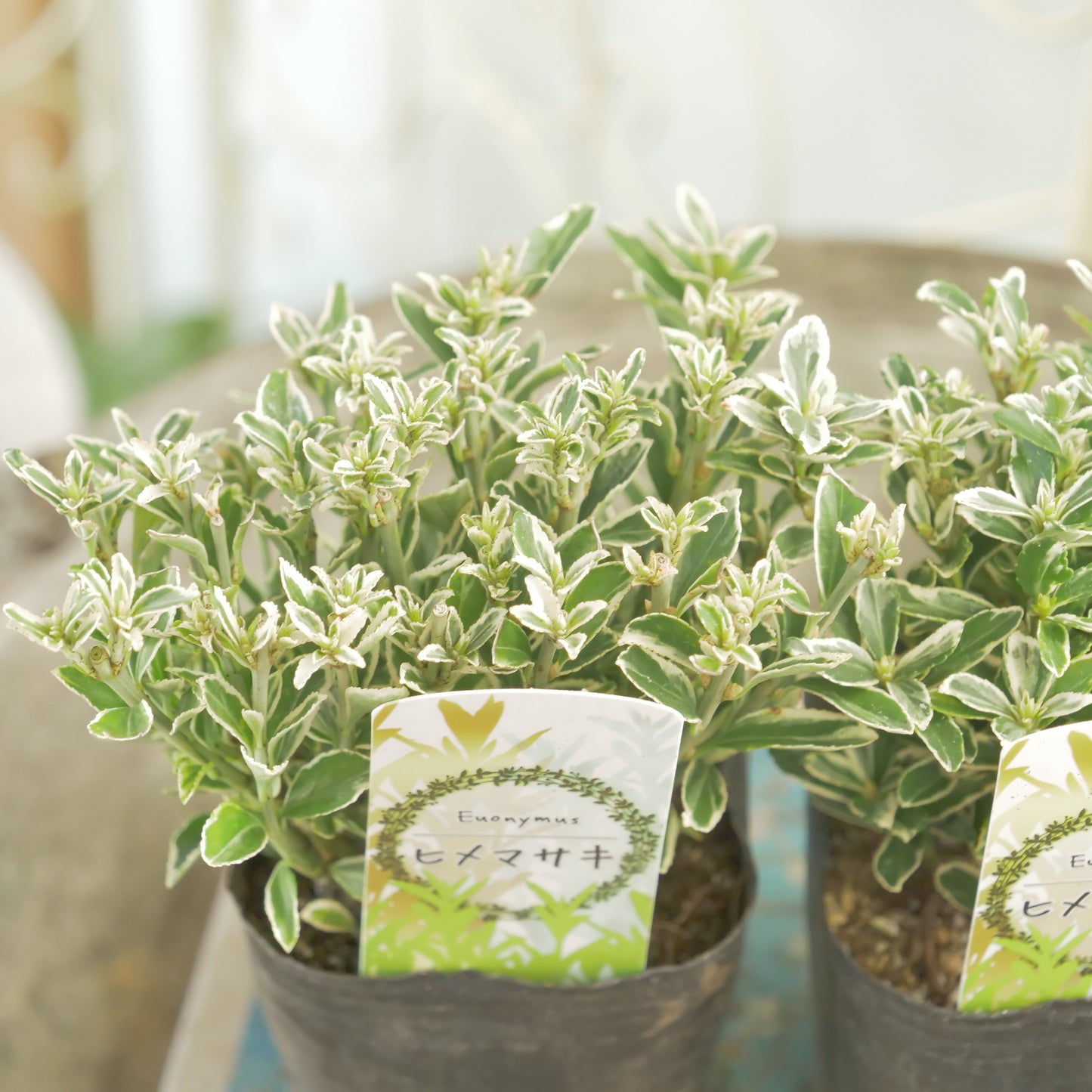 寄せ植えに。ヒメマサキ 斑入りグリーン 2株植え