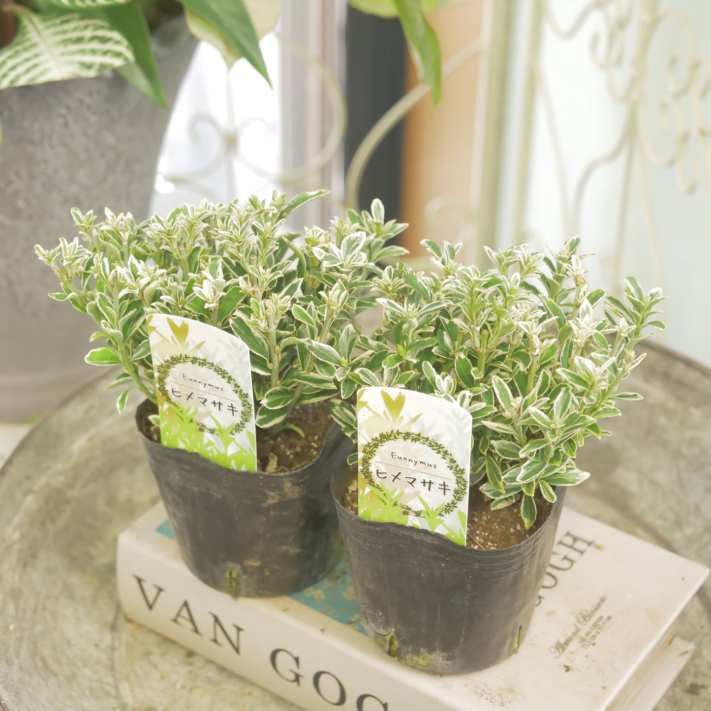 寄せ植えに。ヒメマサキ 斑入りグリーン 2株植え