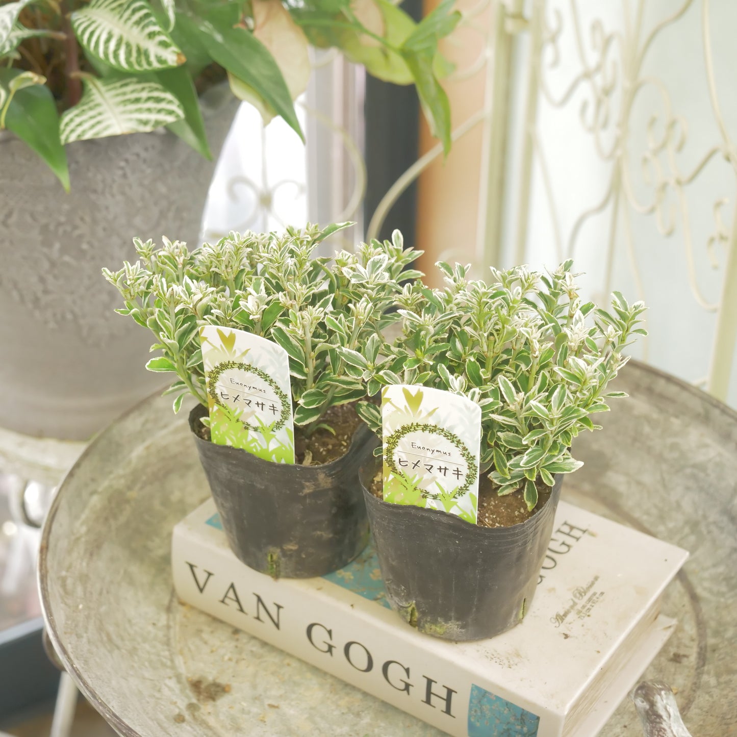 寄せ植えに。ヒメマサキ 斑入りグリーン 2株植え