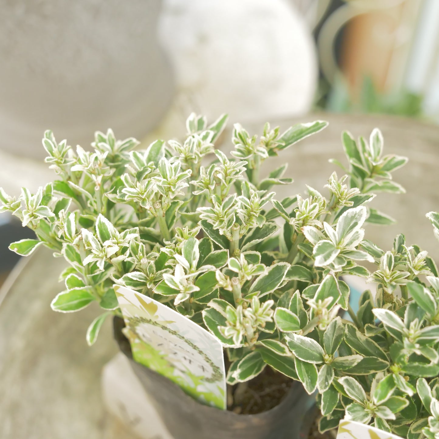 寄せ植えに。ヒメマサキ 斑入りグリーン 2株植え
