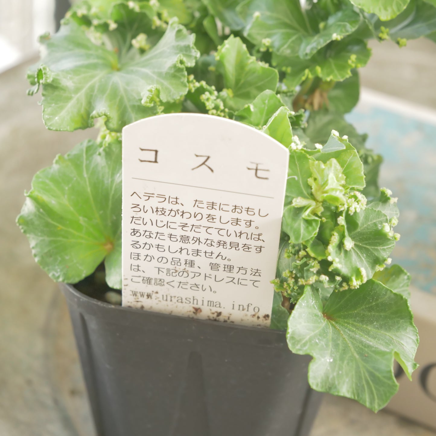 浦島園芸さんオリジナルヘデラ【コスモ】 新品種