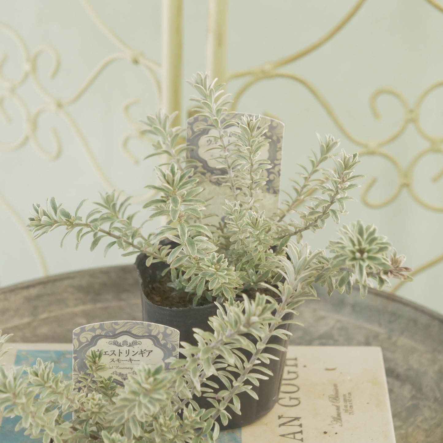 寄せ植えに。ウエストリンギア スモーキーホワイト 2株植え