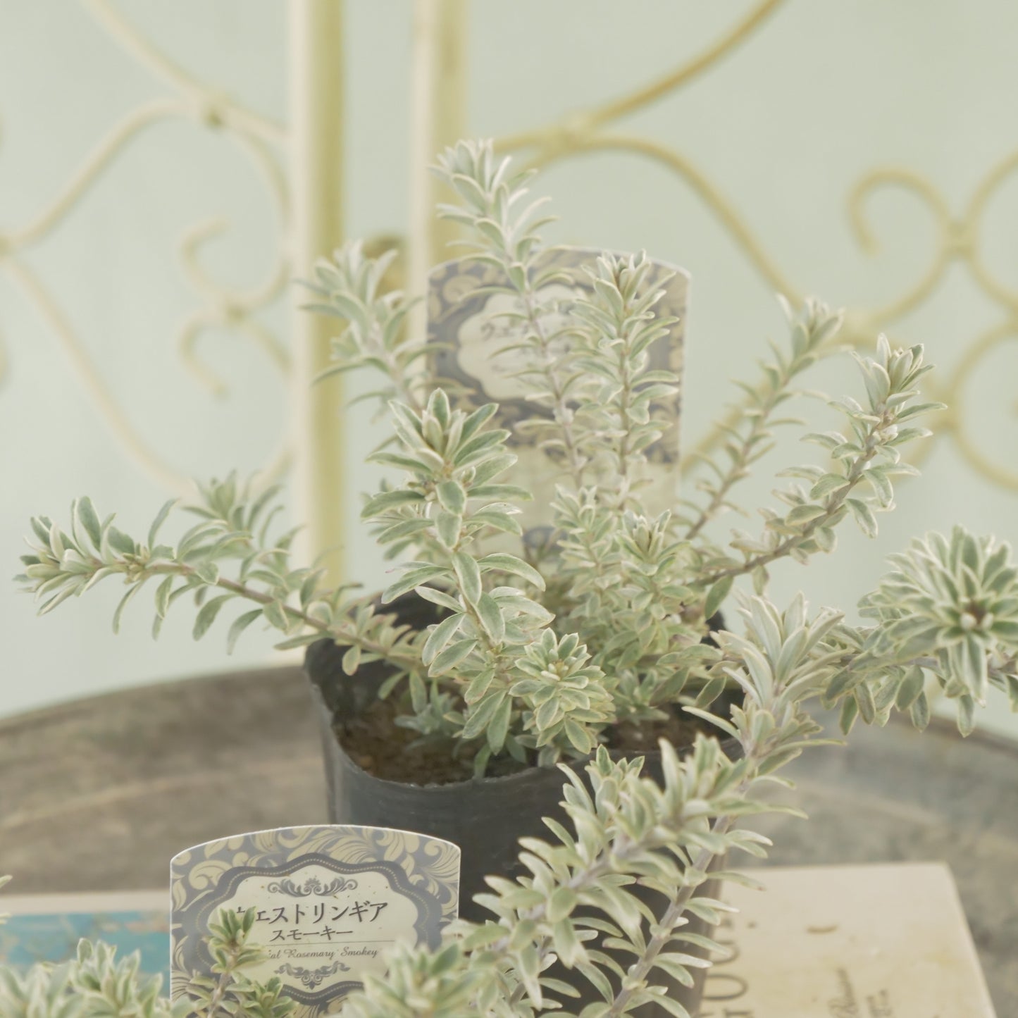 寄せ植えに。ウエストリンギア スモーキーホワイト 2株植え