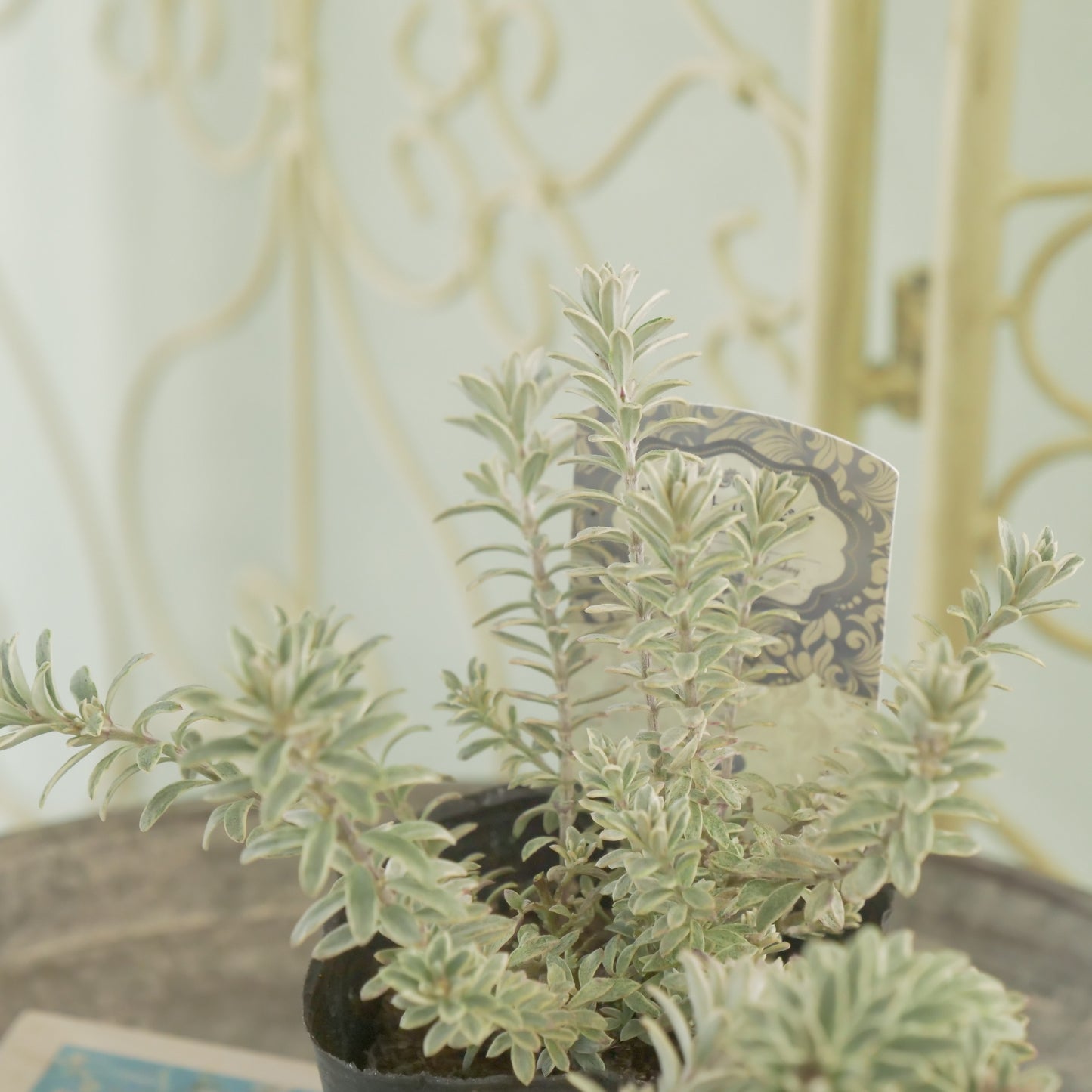 寄せ植えに。ウエストリンギア スモーキーホワイト 2株植え