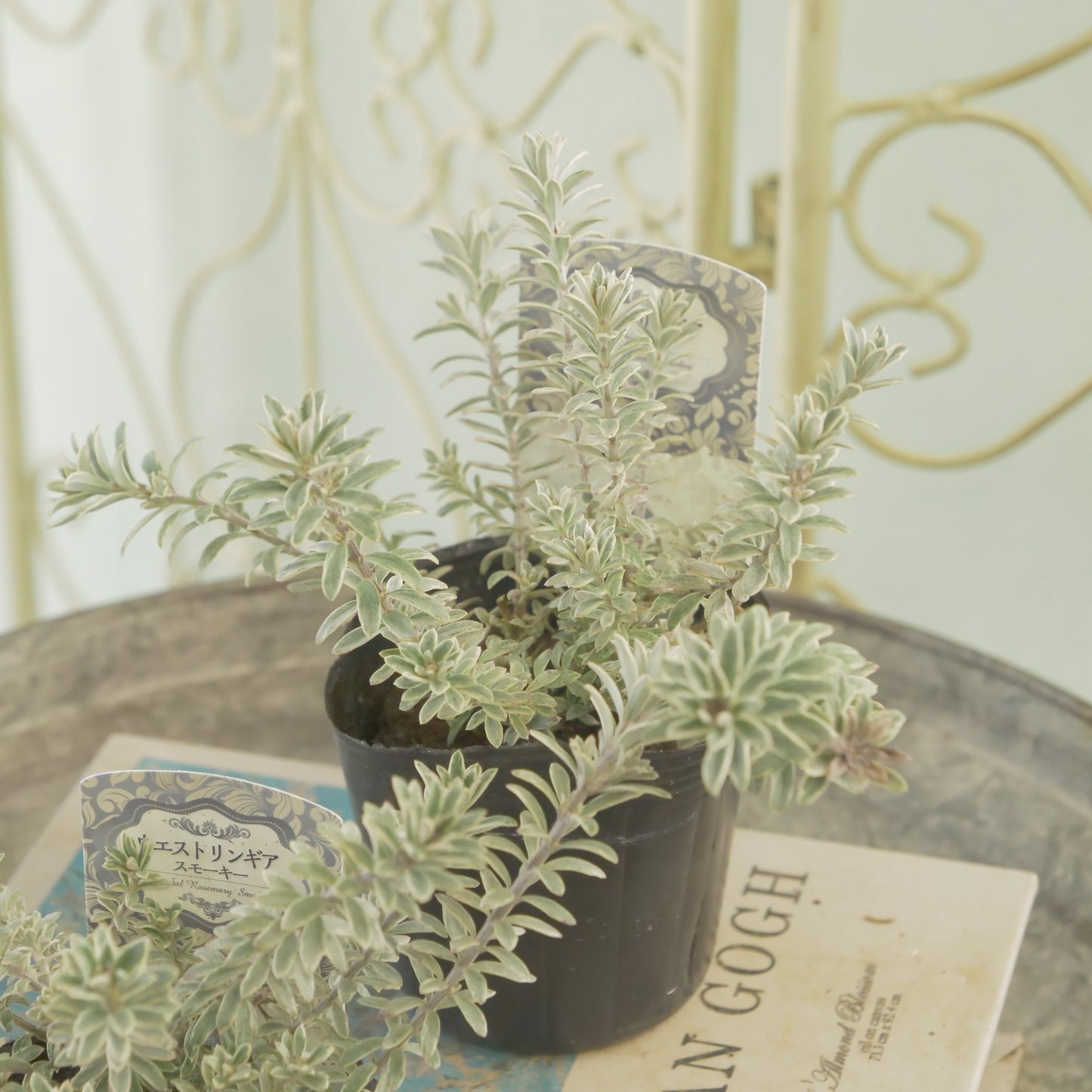 寄せ植えに。ウエストリンギア スモーキーホワイト 2株植え