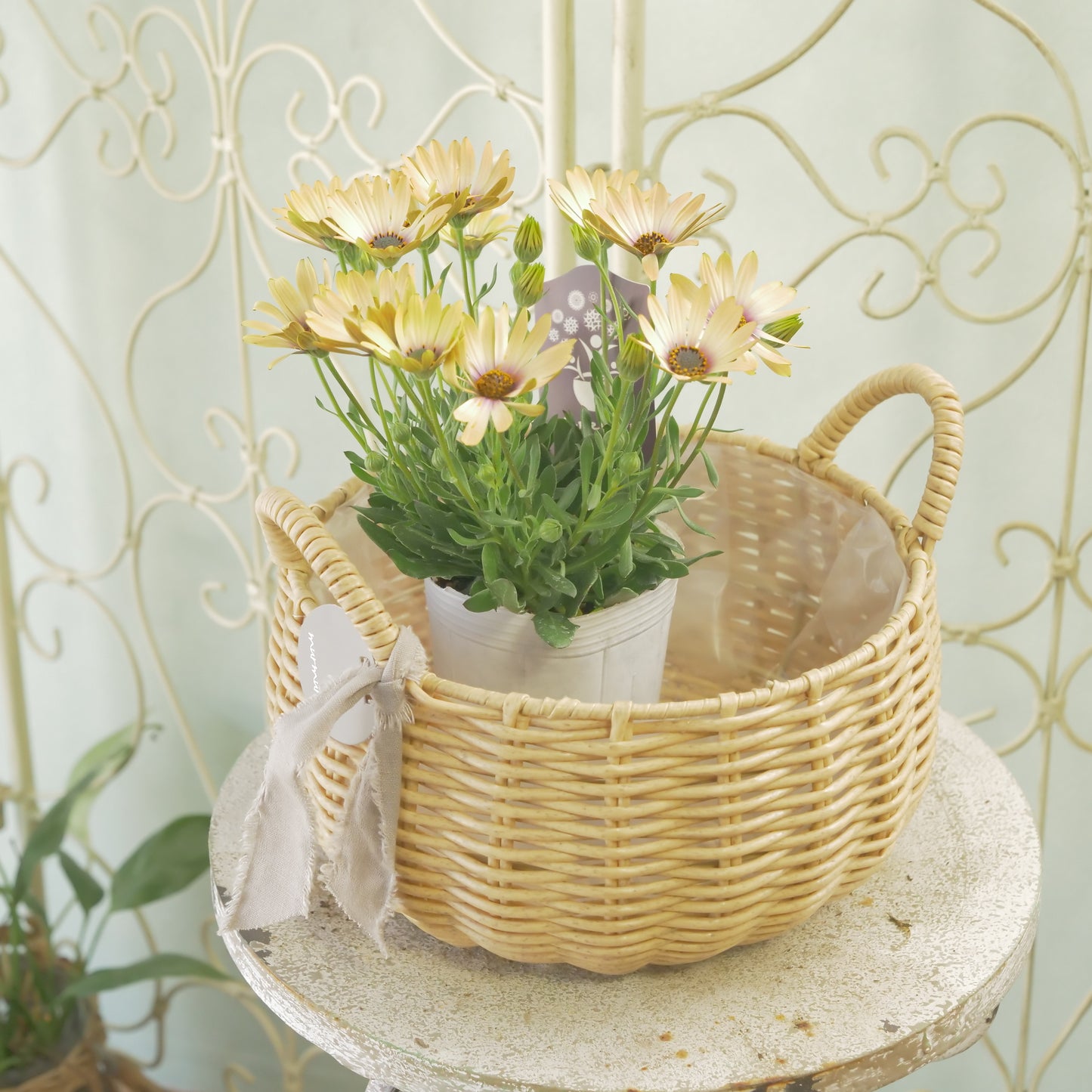 ミュールミル ジェミニバスケットロウ ナチュラルS