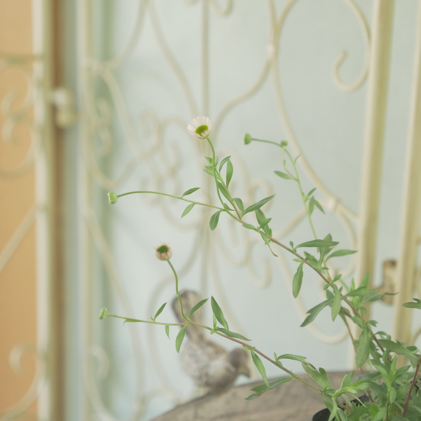 寄せ植え、花壇におすすめ エリゲロン