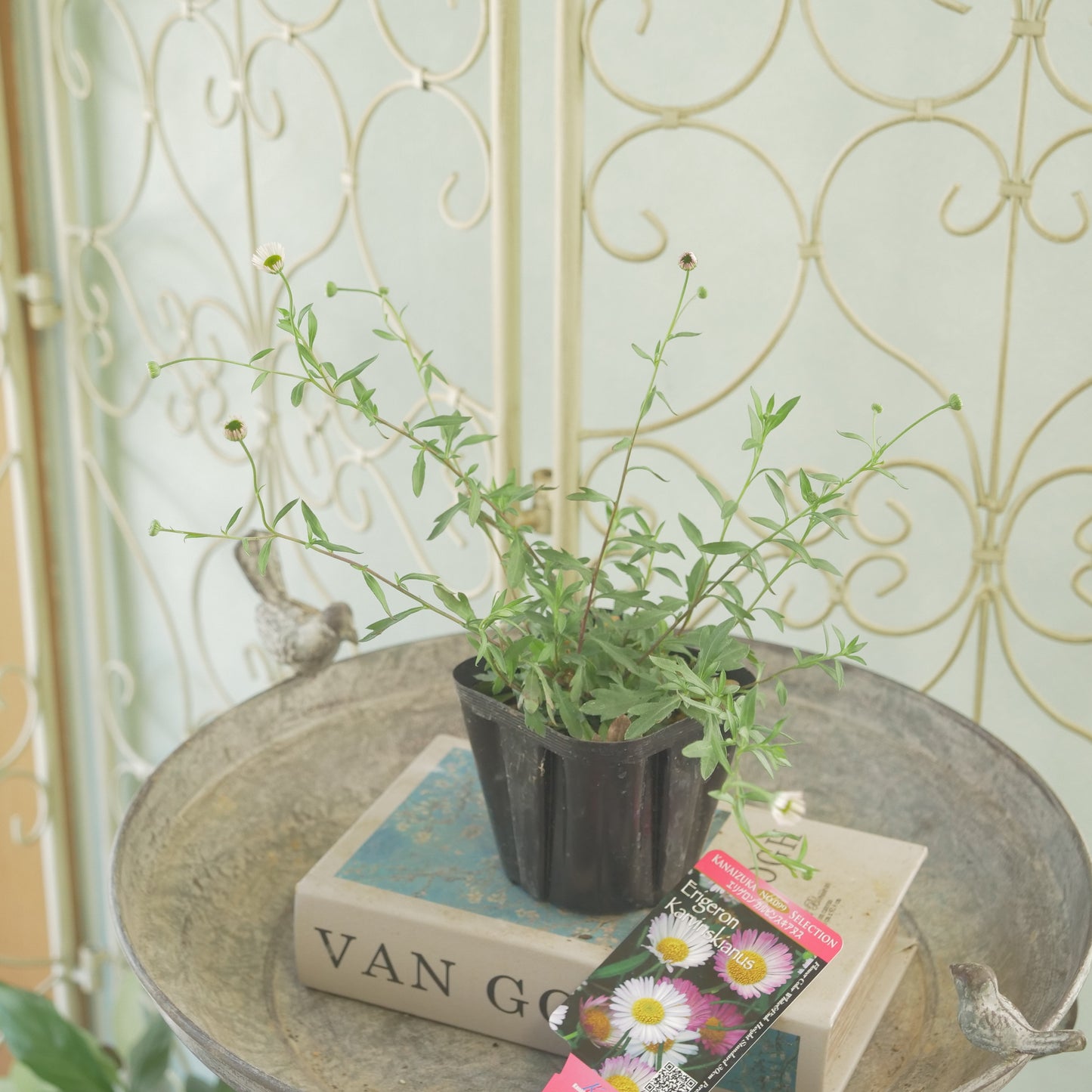 寄せ植え、花壇におすすめ エリゲロン