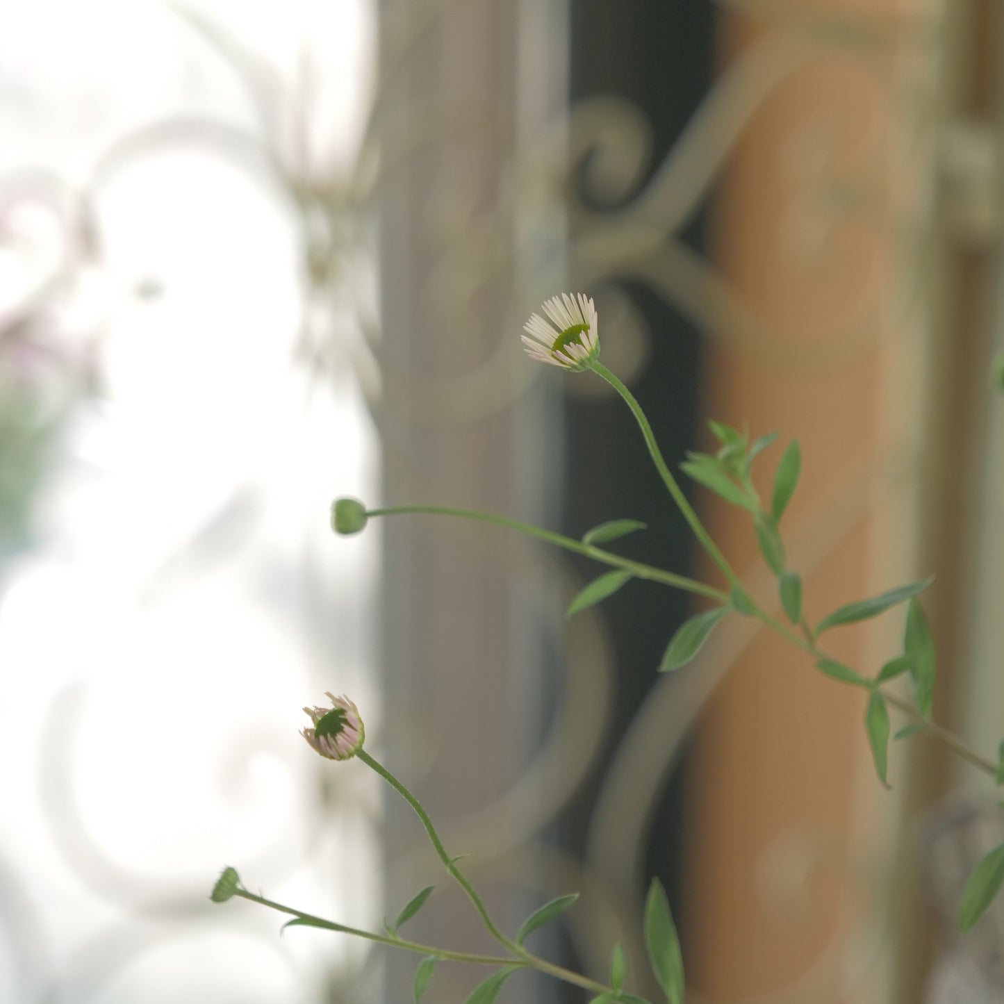 寄せ植え、花壇におすすめ エリゲロン
