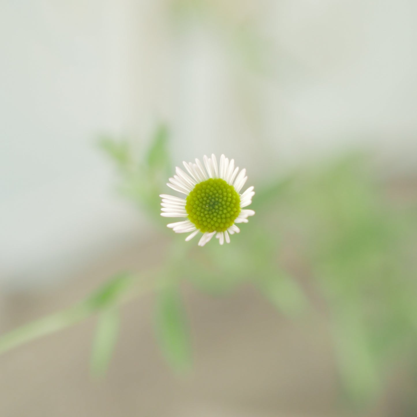 寄せ植え、花壇におすすめ エリゲロン