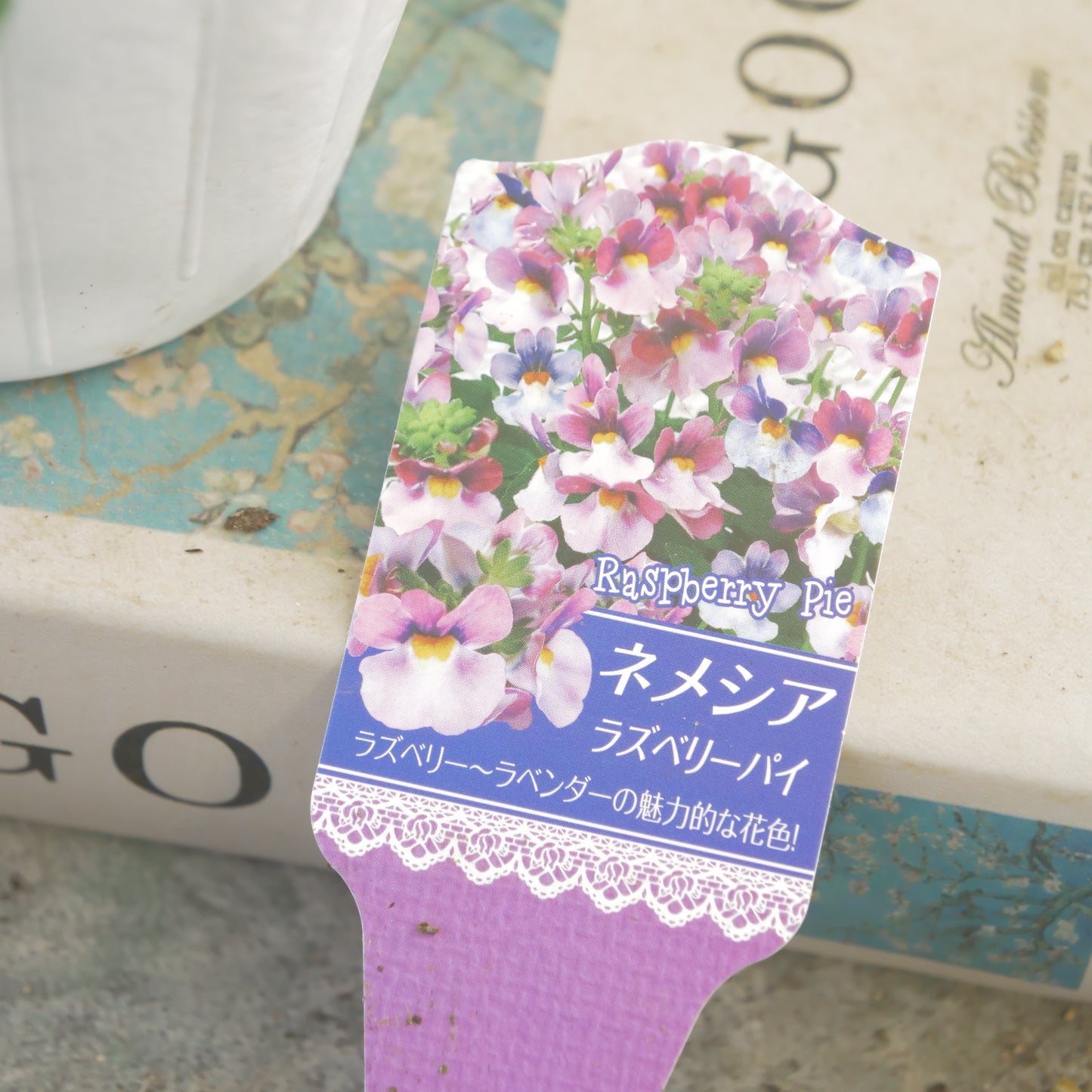 ネメシア【ラズベリーパイ】
