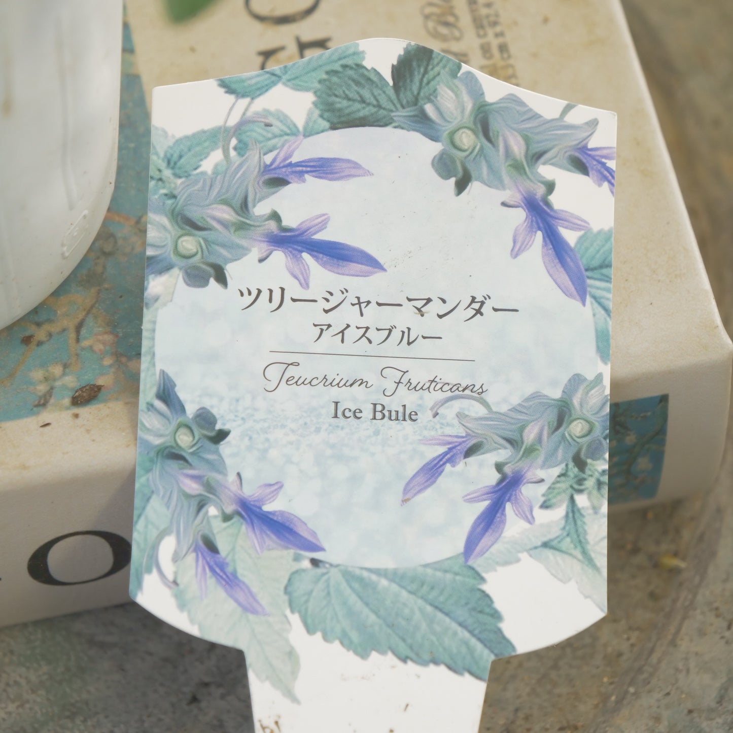 宿根草 ツリージャーマンダー アイスブルー