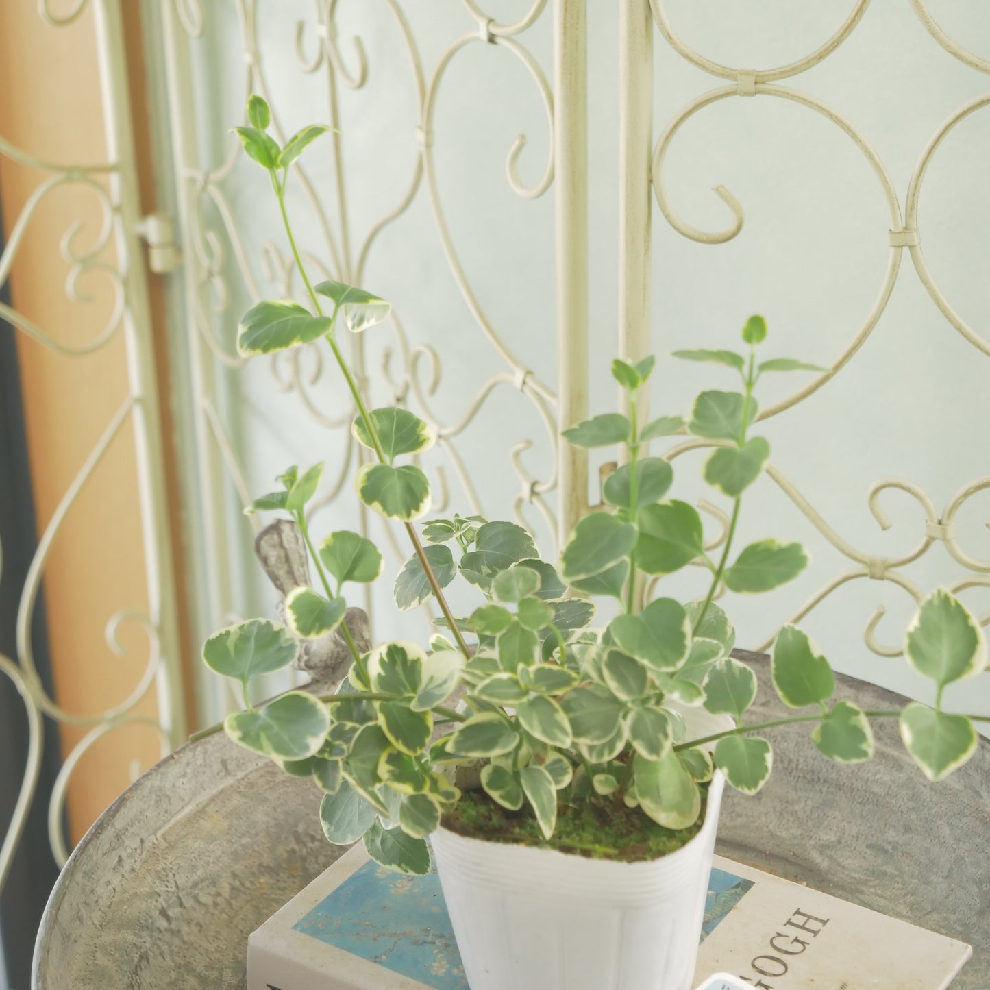 半日陰、寄せ植えにもおススメ。ツルニチニチソウ