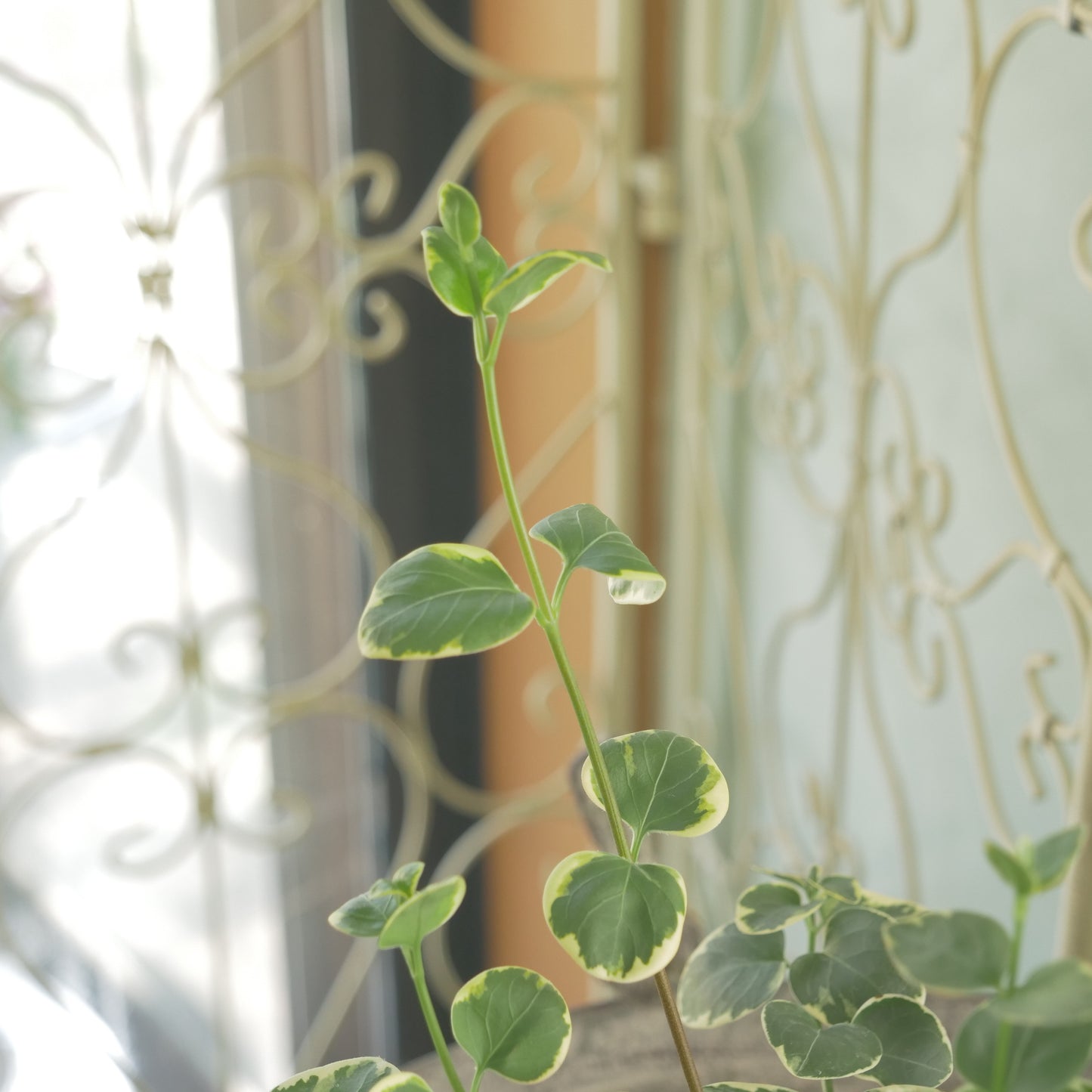 半日陰、寄せ植えにもおススメ。ツルニチニチソウ