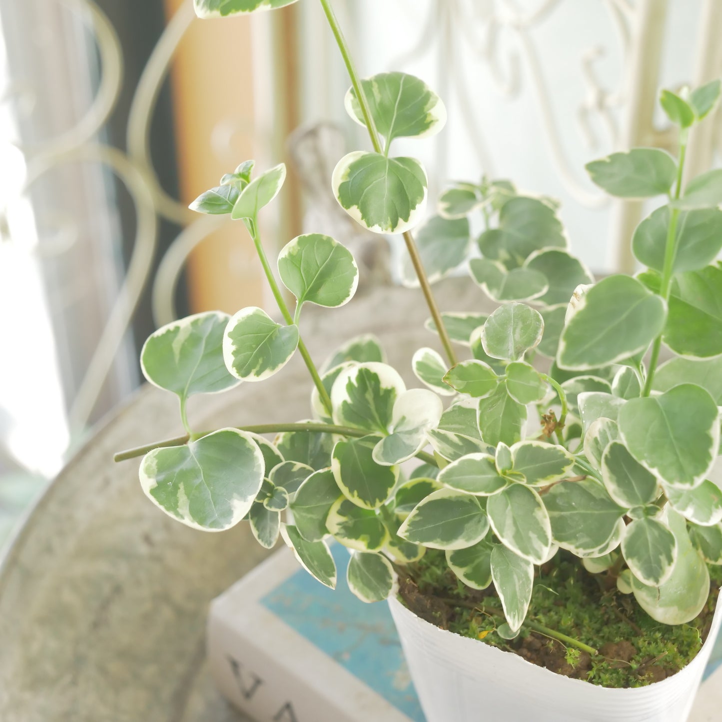 半日陰、寄せ植えにもおススメ。ツルニチニチソウ
