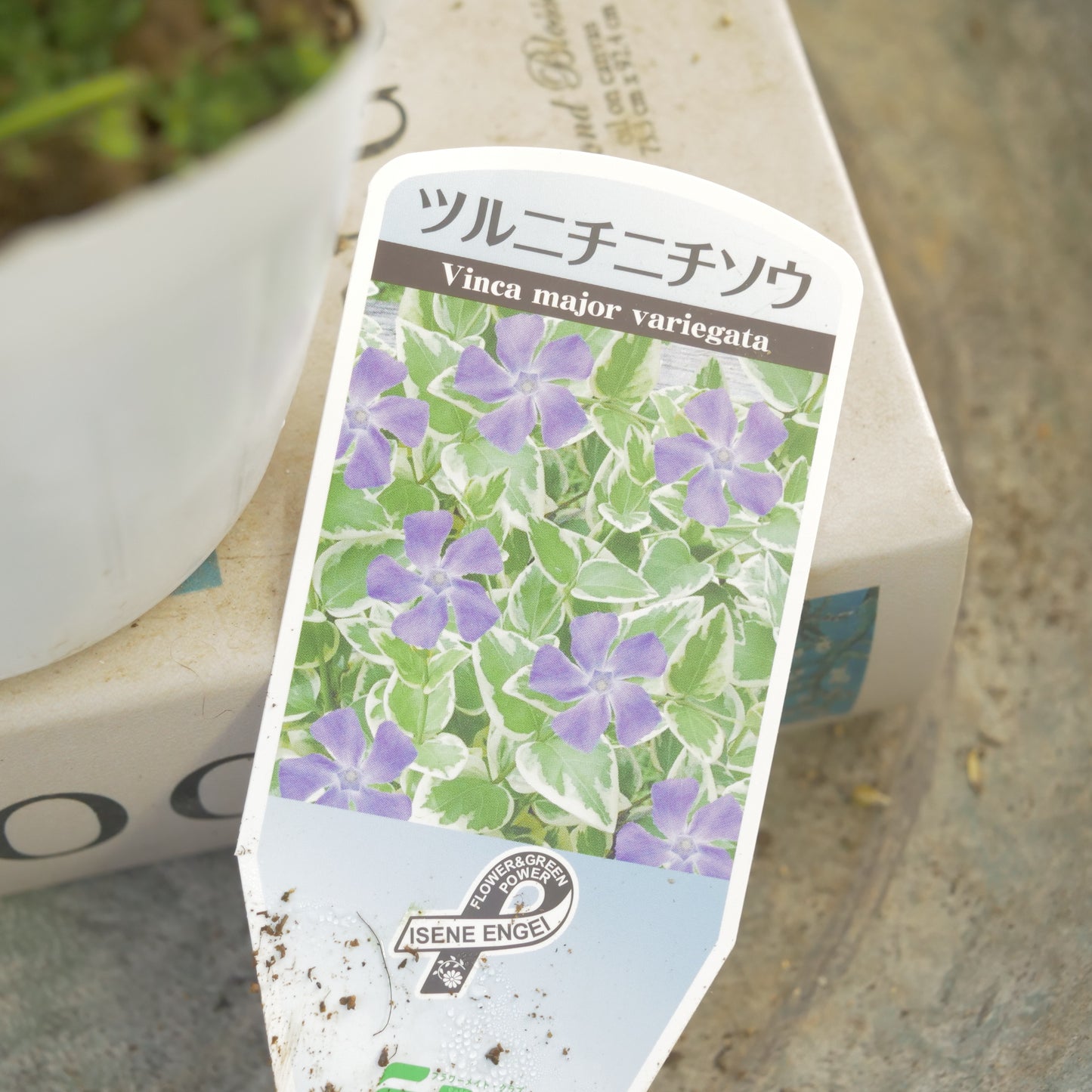 半日陰、寄せ植えにもおススメ。ツルニチニチソウ