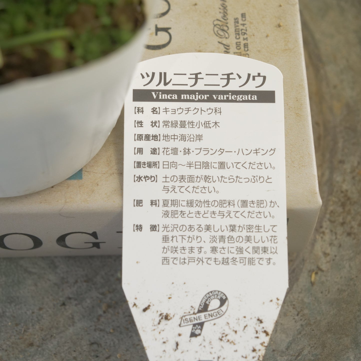 半日陰、寄せ植えにもおススメ。ツルニチニチソウ
