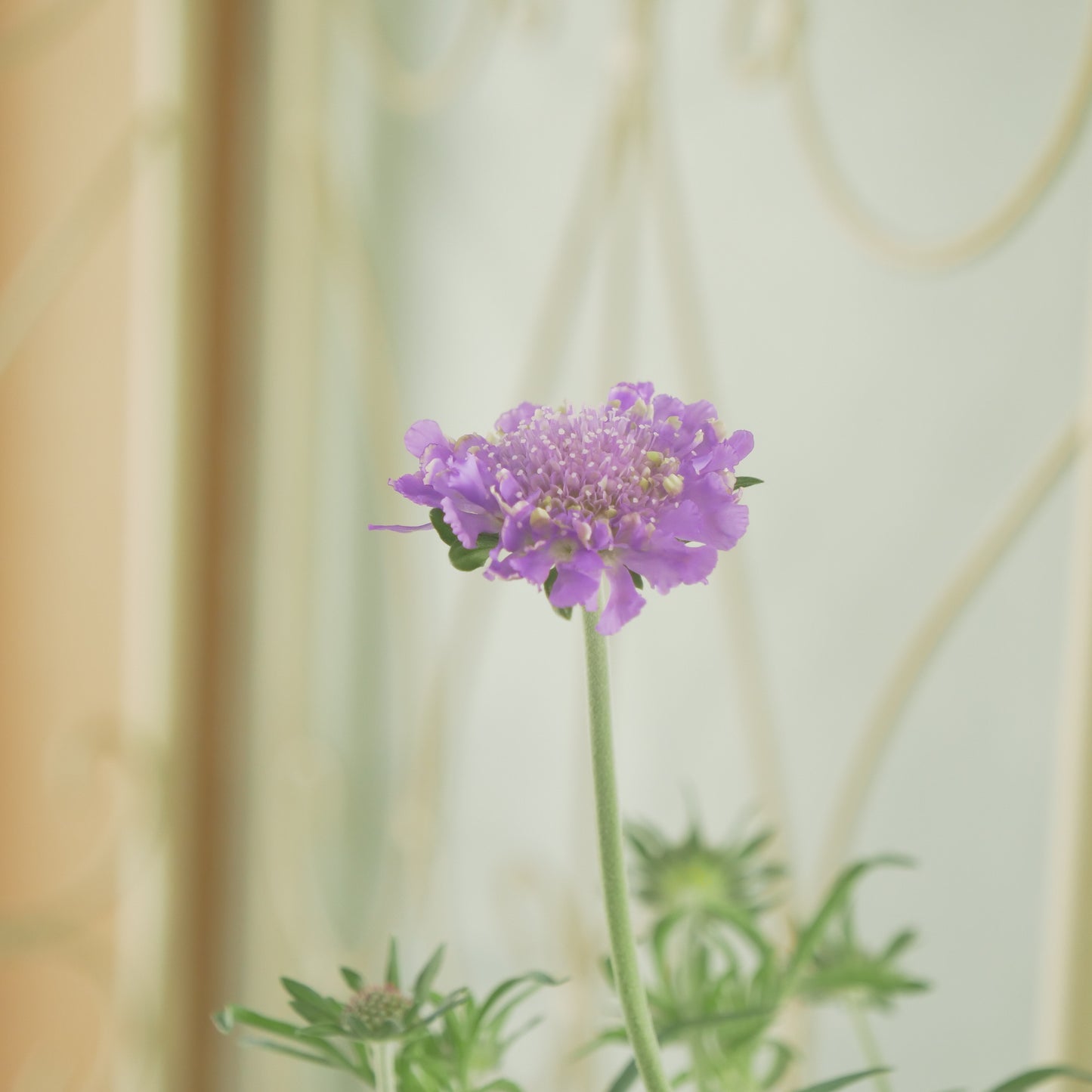 花壇、寄せ植えに。スカビオサ【バタフライブルー】