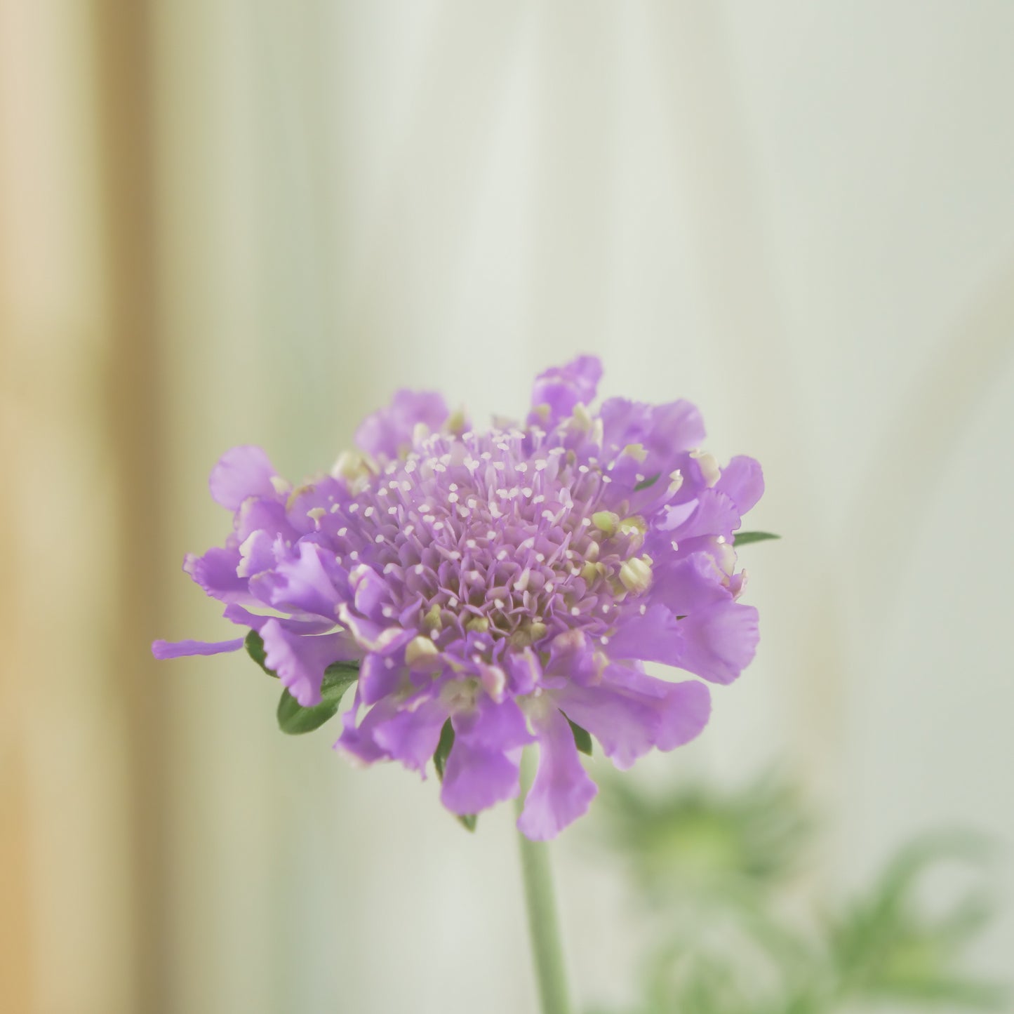 花壇、寄せ植えに。スカビオサ【バタフライブルー】