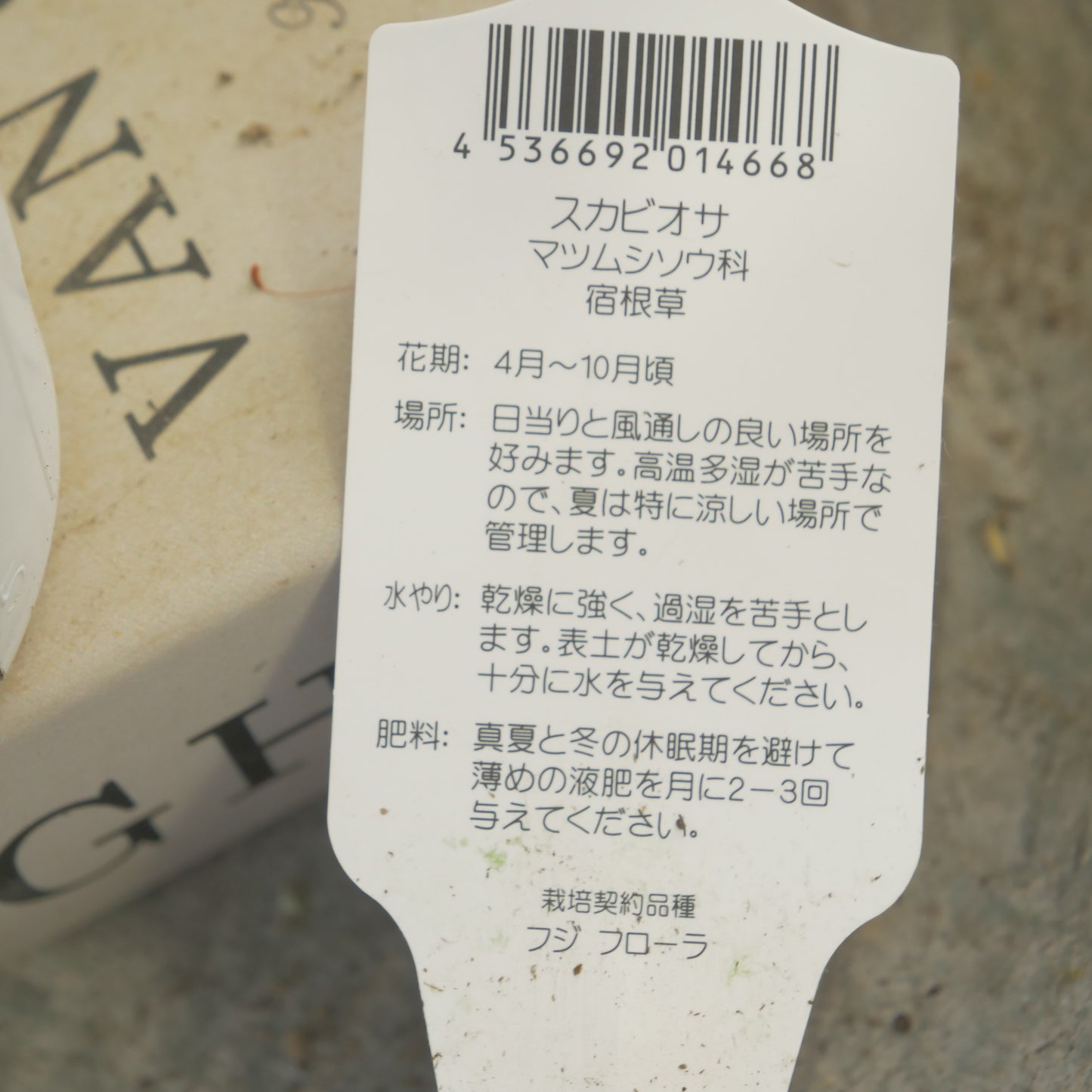 花壇、寄せ植えに。スカビオサ【バタフライブルー】