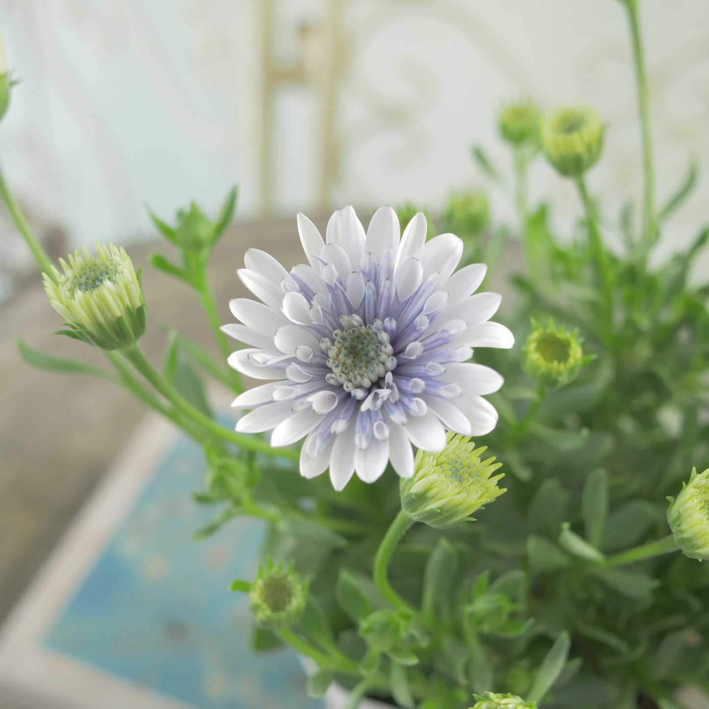 花越さん生産。オステオスペルマム 3D スチールブルー