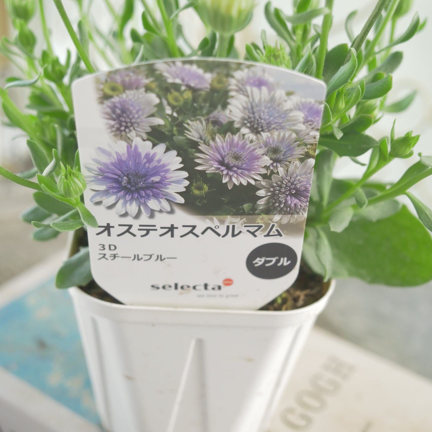 花越さん生産。オステオスペルマム 3D スチールブルー