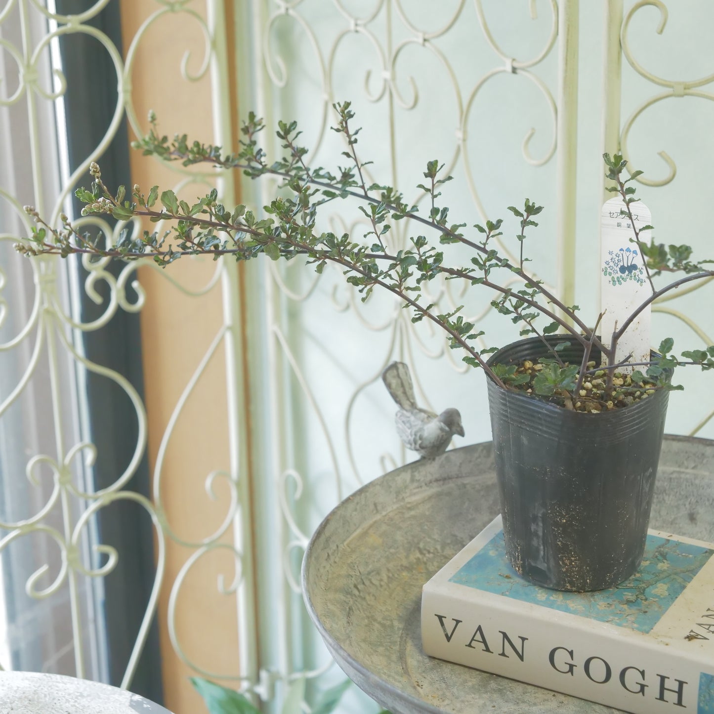 寄せ植えにおススメ【セアノサス】 2本植え