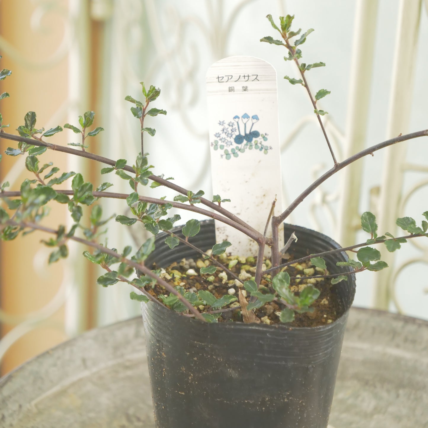 寄せ植えにおススメ【セアノサス】 2本植え
