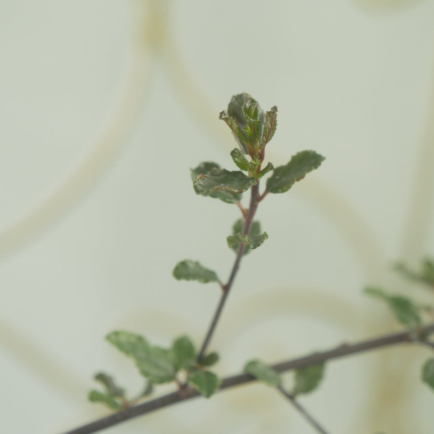 寄せ植えにおススメ【セアノサス】 2本植え