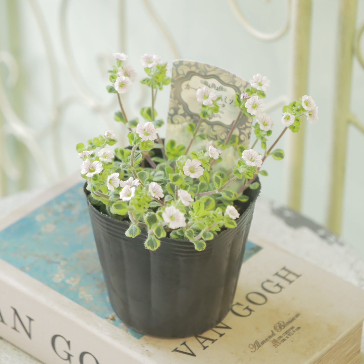 カーペットかすみ草