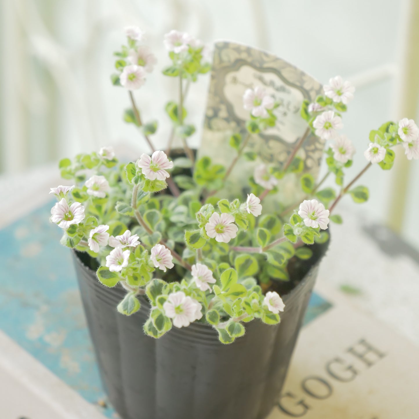 カーペットかすみ草