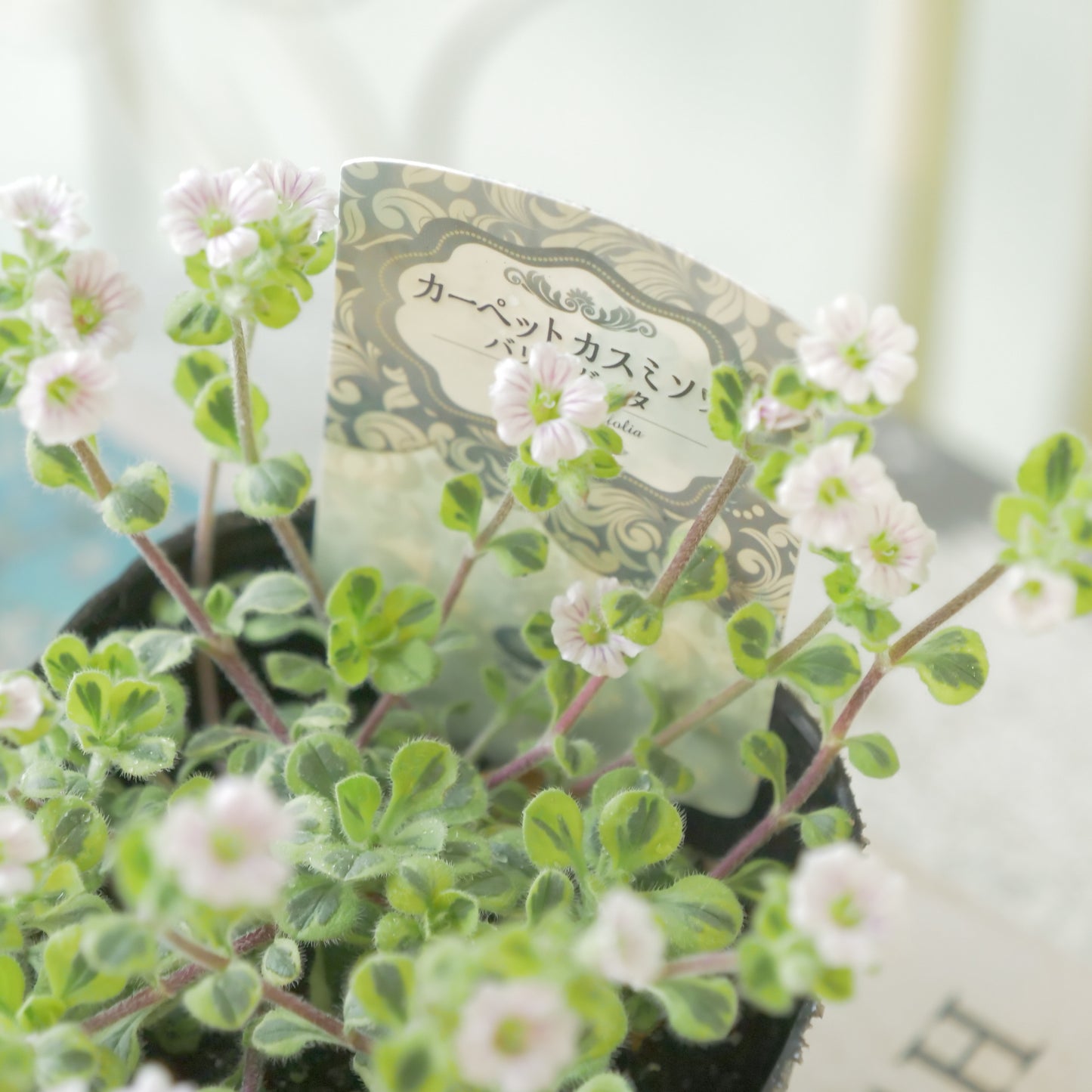 カーペットかすみ草