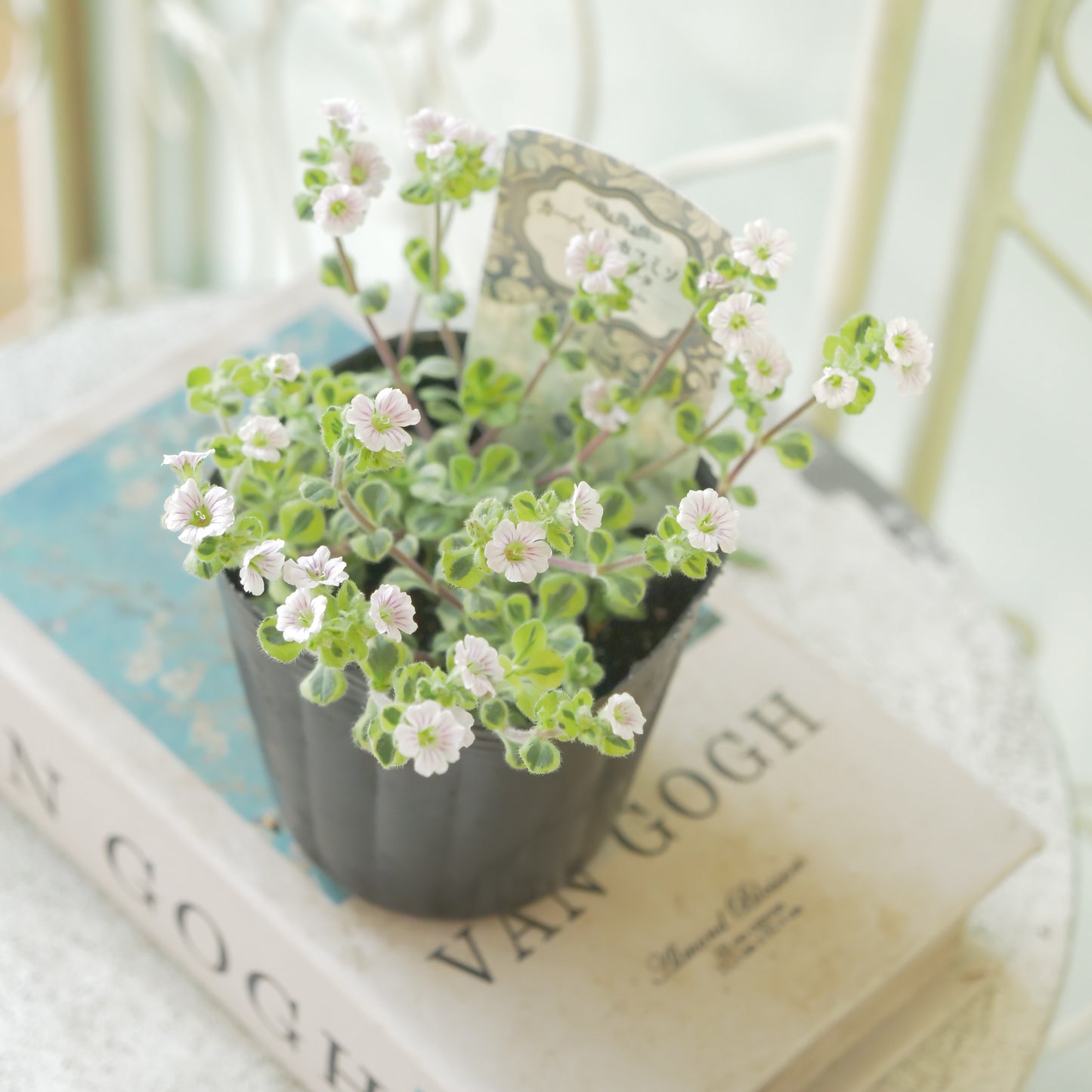 カーペットかすみ草