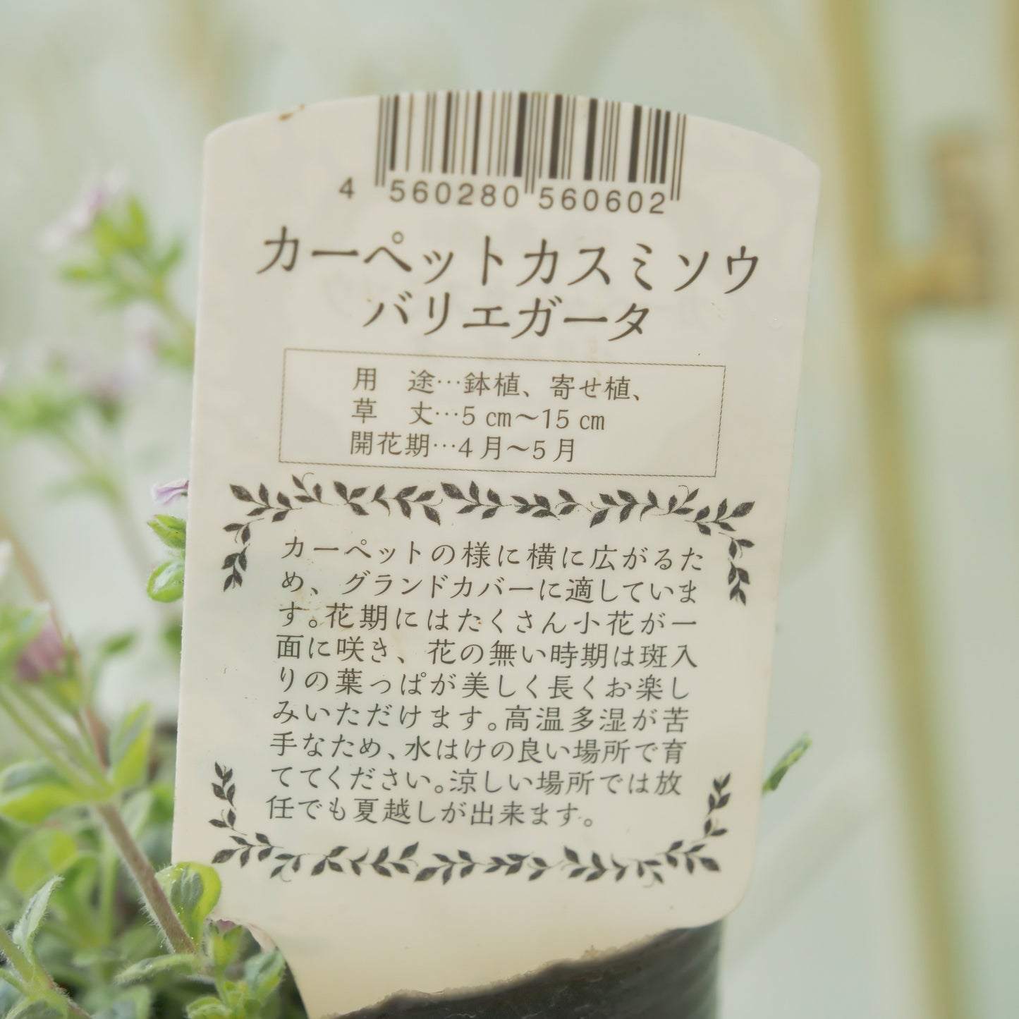 カーペットかすみ草