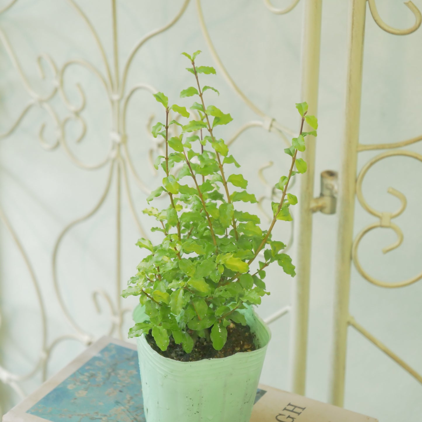 プリペット レモン&ライム これからの季節の寄せ植えに!