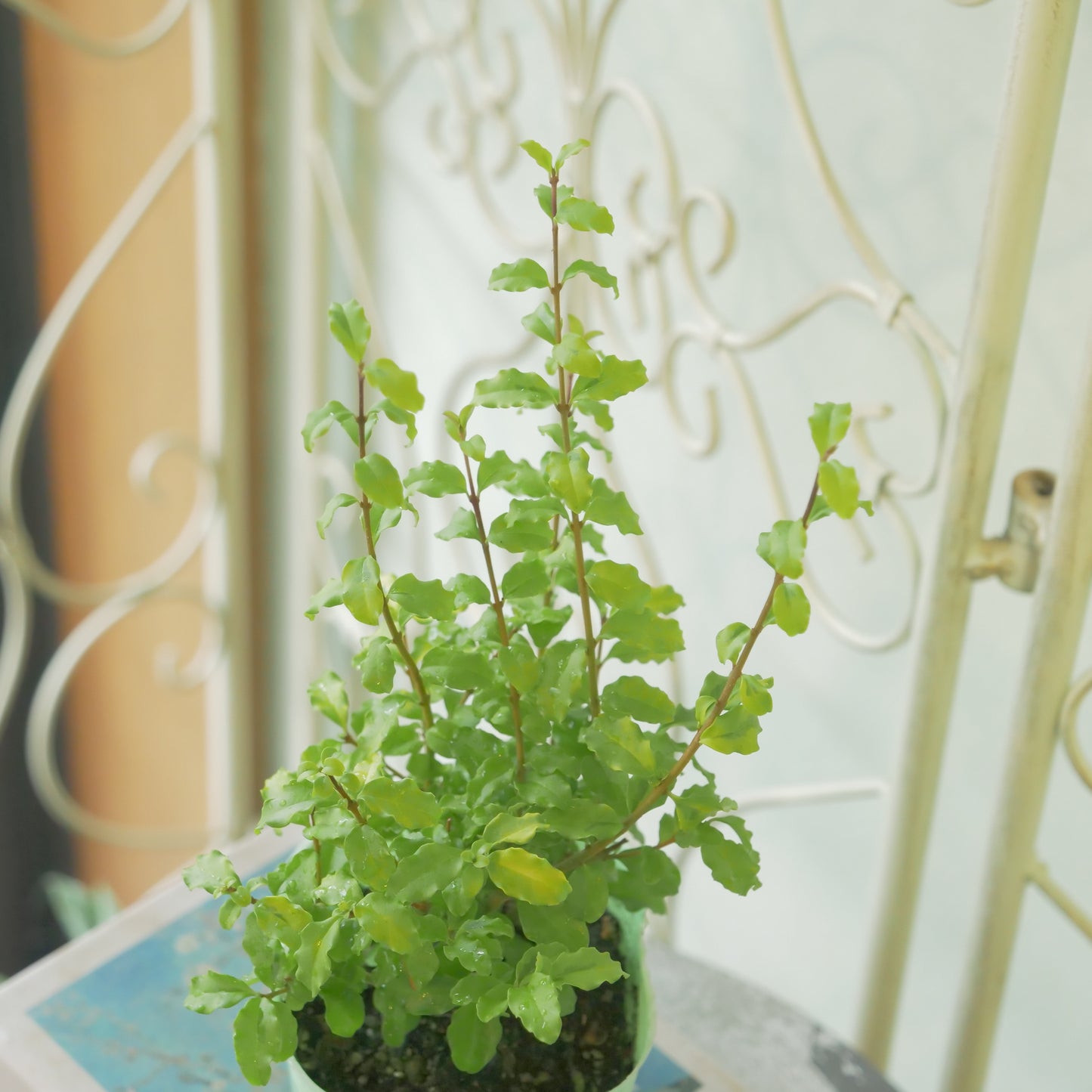 プリペット レモン&ライム これからの季節の寄せ植えに!