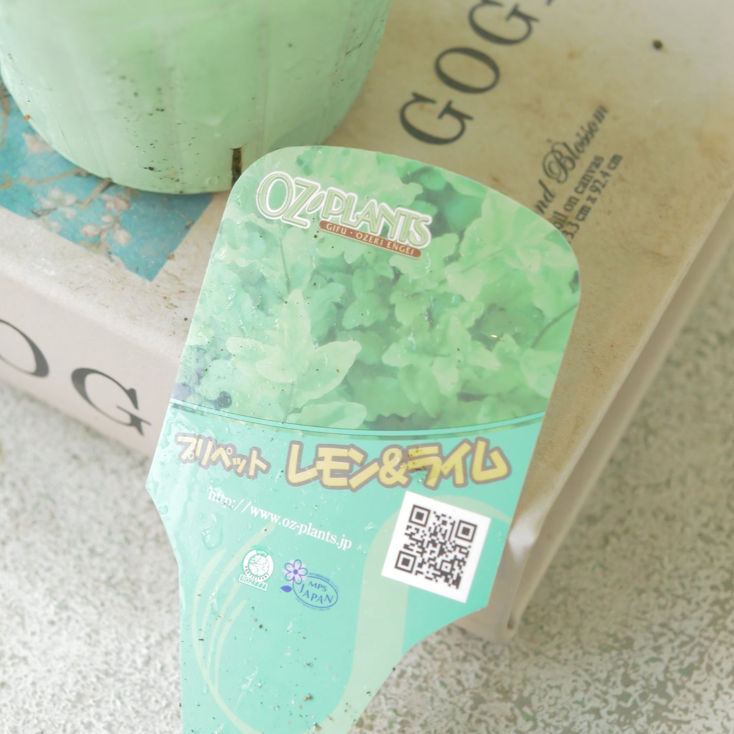 プリペット レモン&ライム これからの季節の寄せ植えに!
