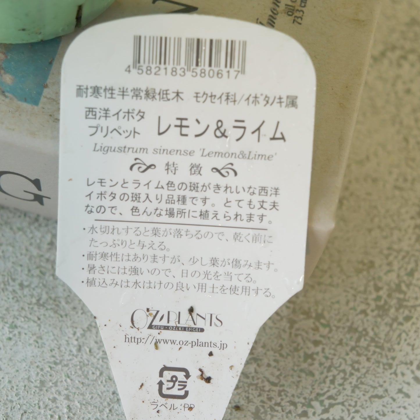 プリペット レモン&ライム これからの季節の寄せ植えに!