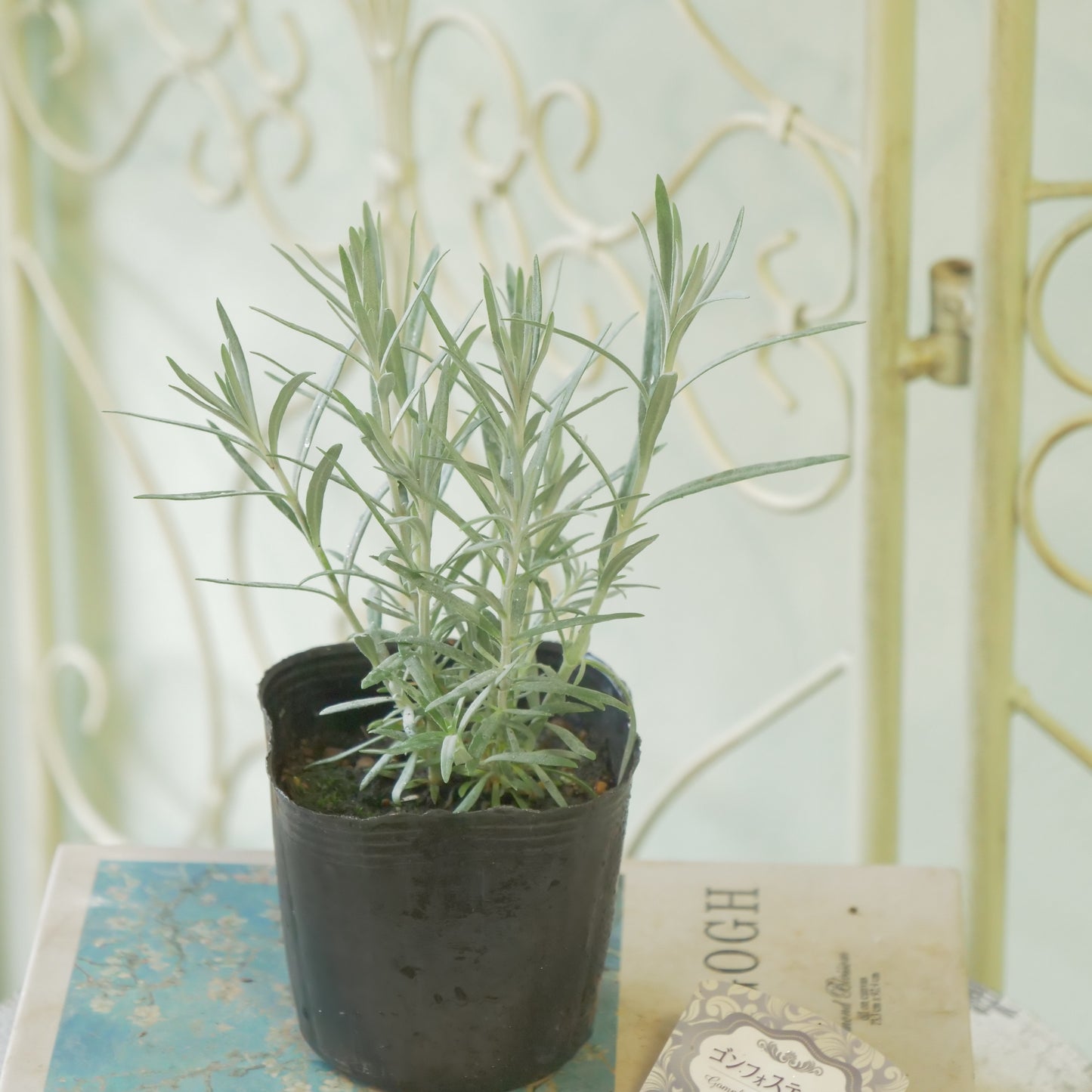 宿根草【ゴンフォスティグマ】 寄せ植えの主木、地植えに!