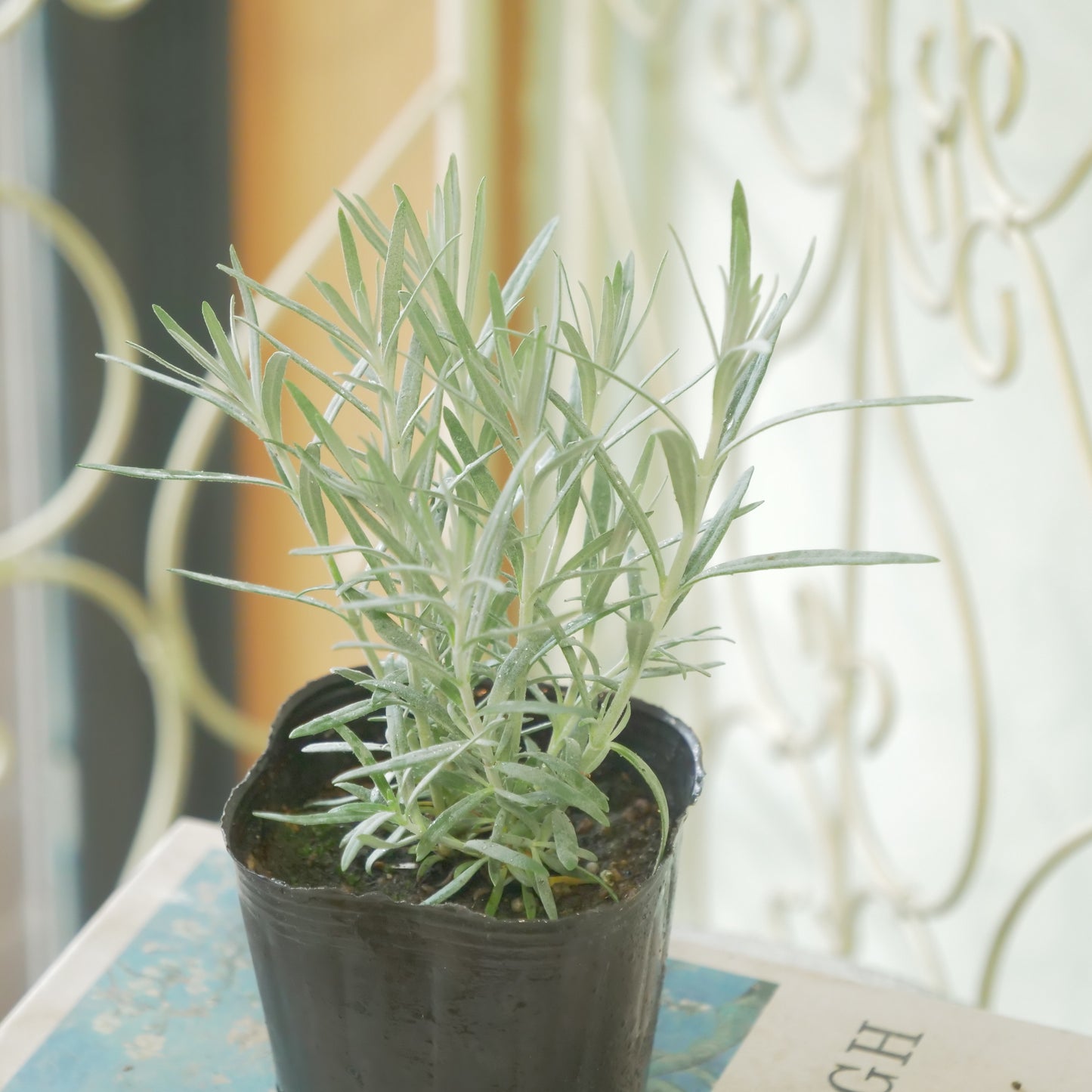 宿根草【ゴンフォスティグマ】 寄せ植えの主木、地植えに!