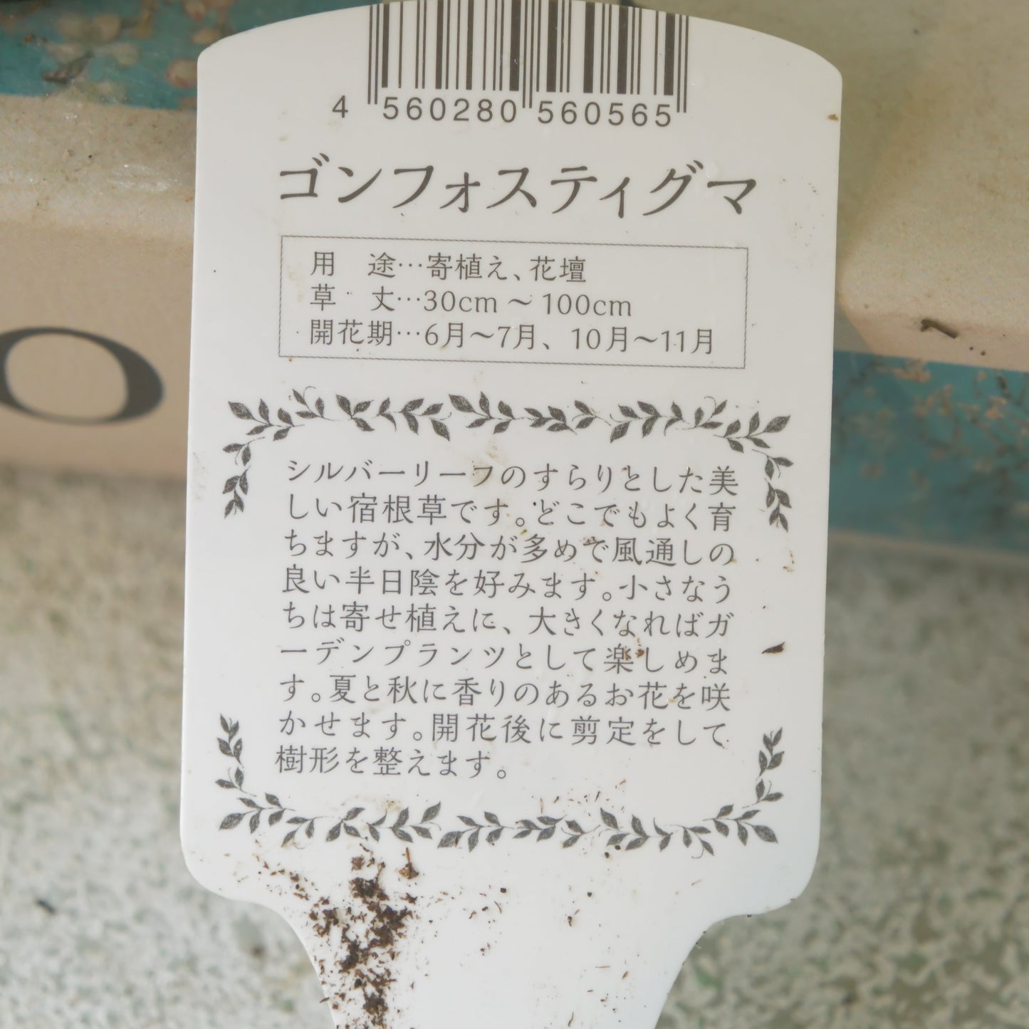 宿根草【ゴンフォスティグマ】 寄せ植えの主木、地植えに!